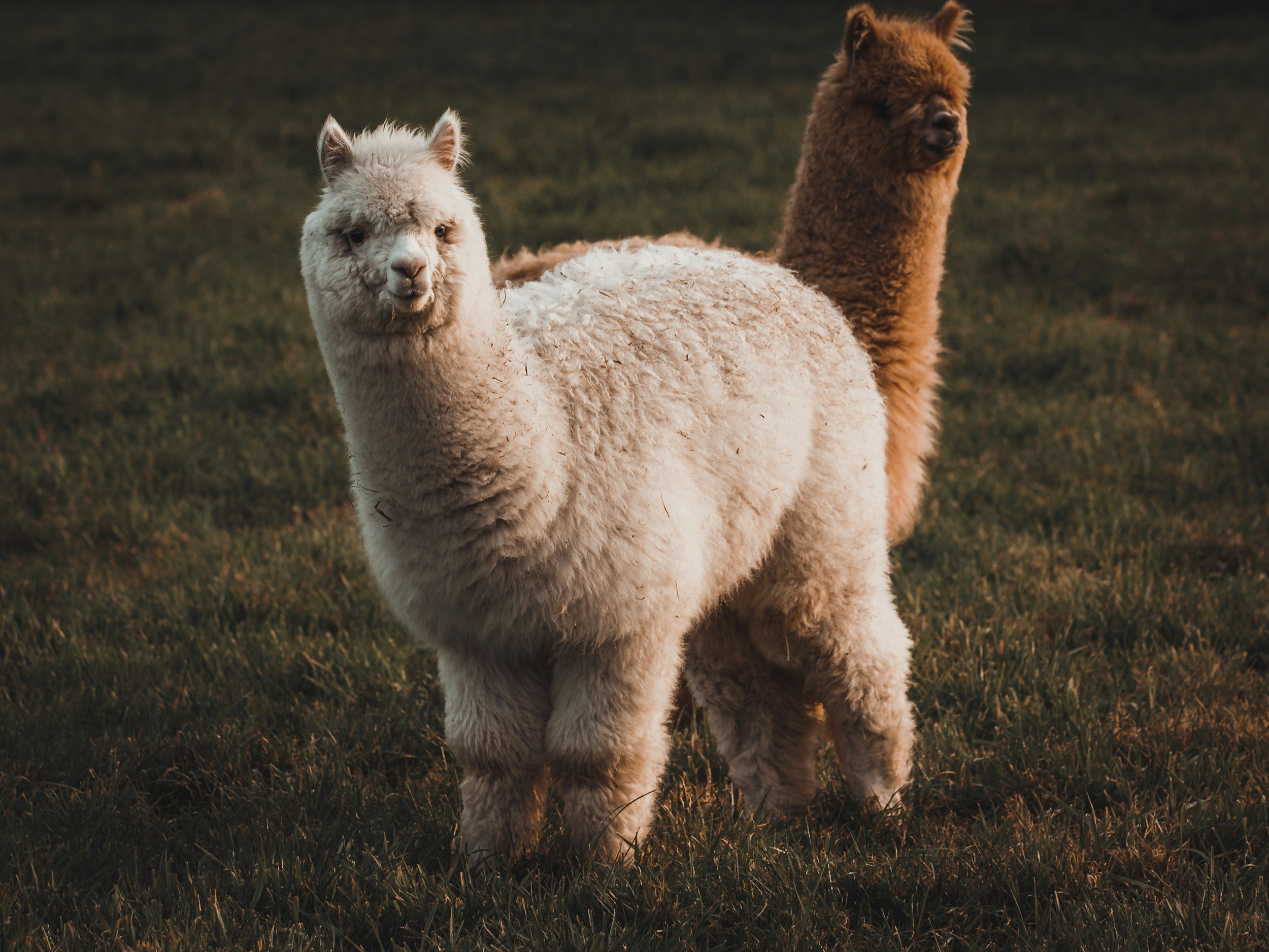 Två alpaca i ett grönskande fält, en med vit päls och en med brun päls, under solnedgången.