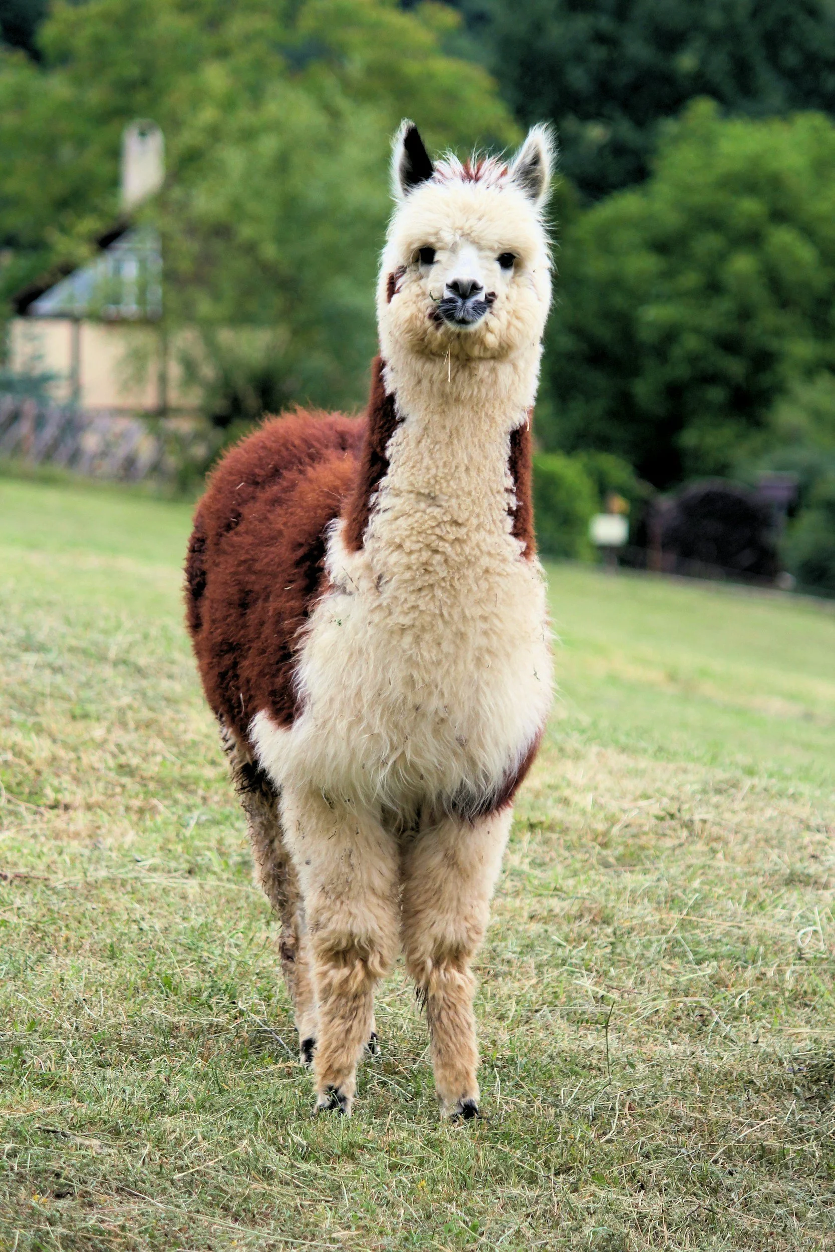 Llama med brun och vit päls står på en gräsyta med gröna träd i bakgrunden.