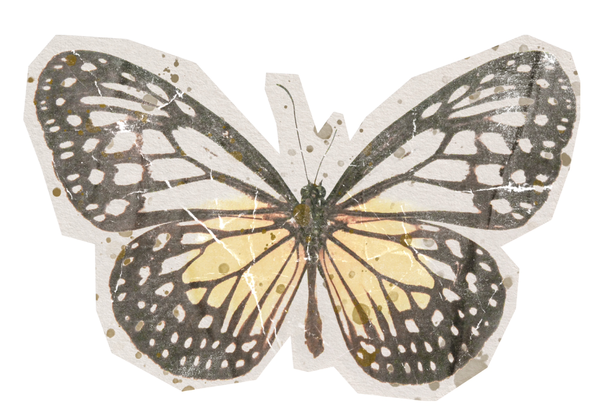 Illustration of a monarch butterfly with black and orange wings, showing a vintage, distressed texture.