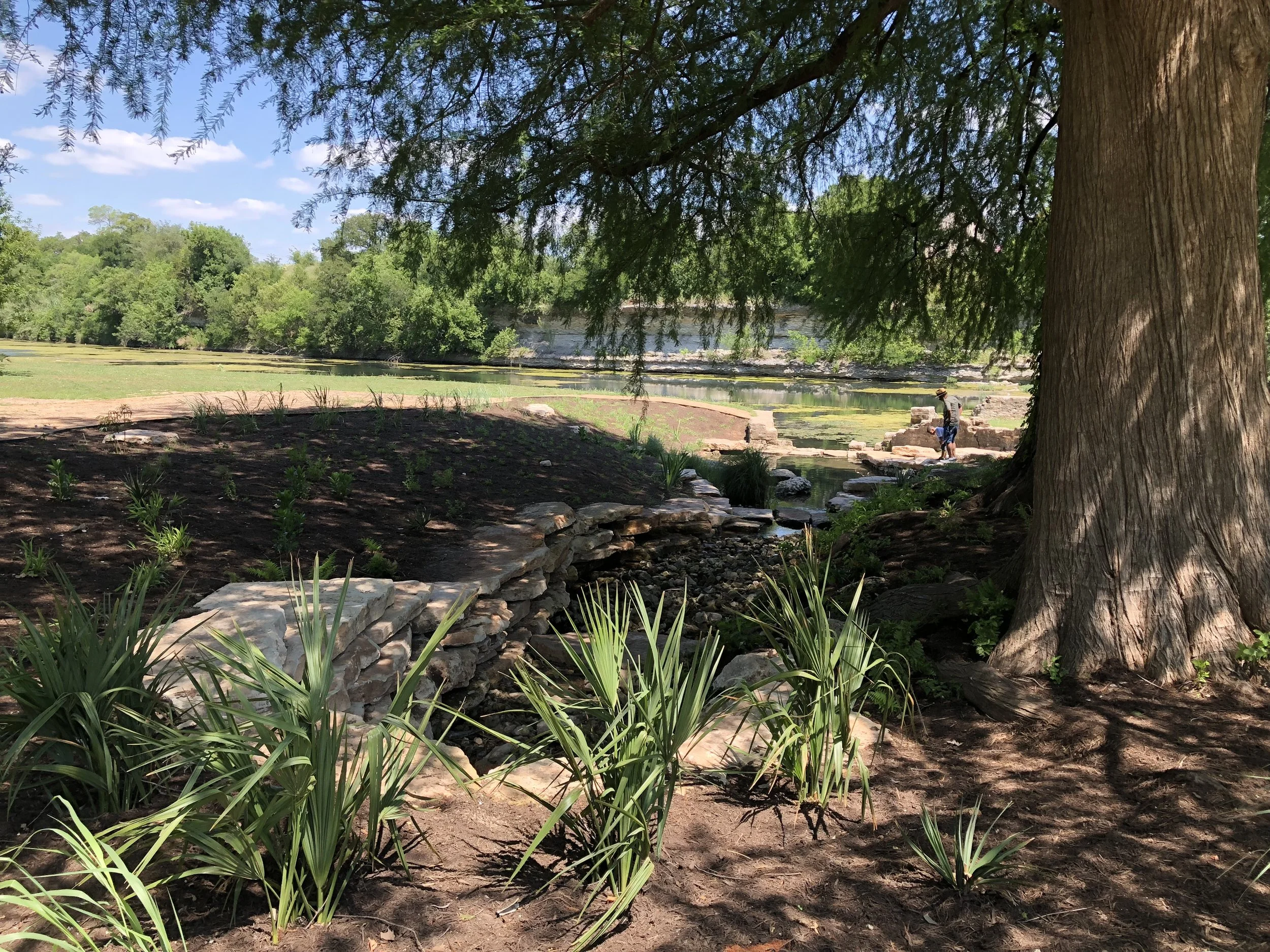 spring restoration with boulders and vegetation