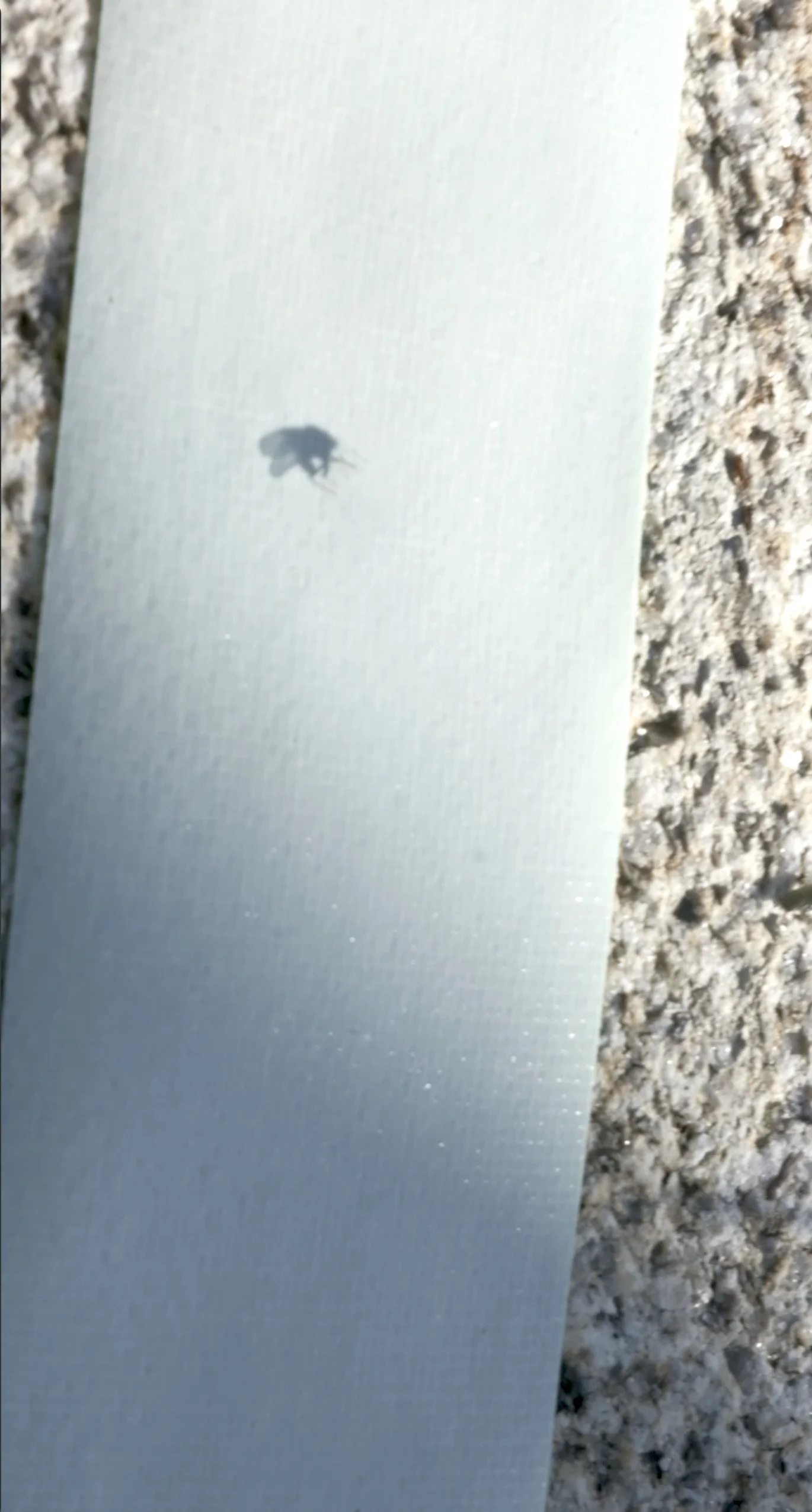 Sombra de una abeja en una superficie blanca junto a una superficie de piedra.