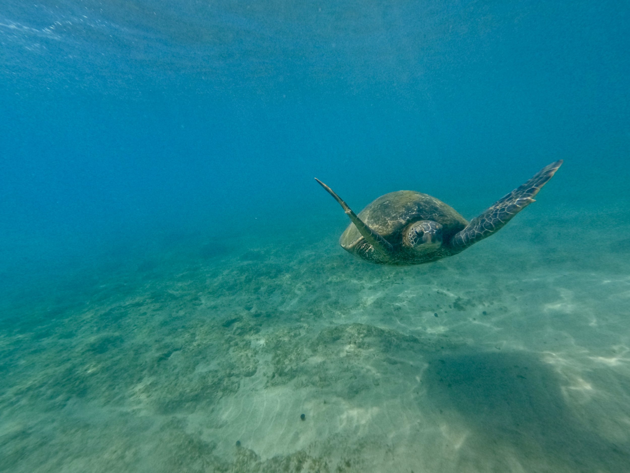 A sea turtle swimming underwater above sandy ocean floor.