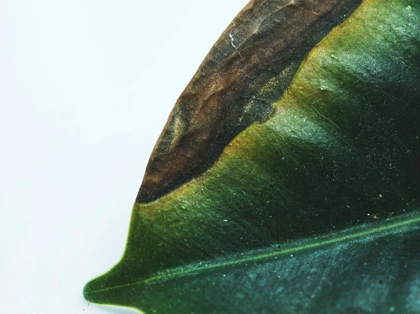 How to Tell If Your Houseplant Is Stressed (Early Warning Signs)