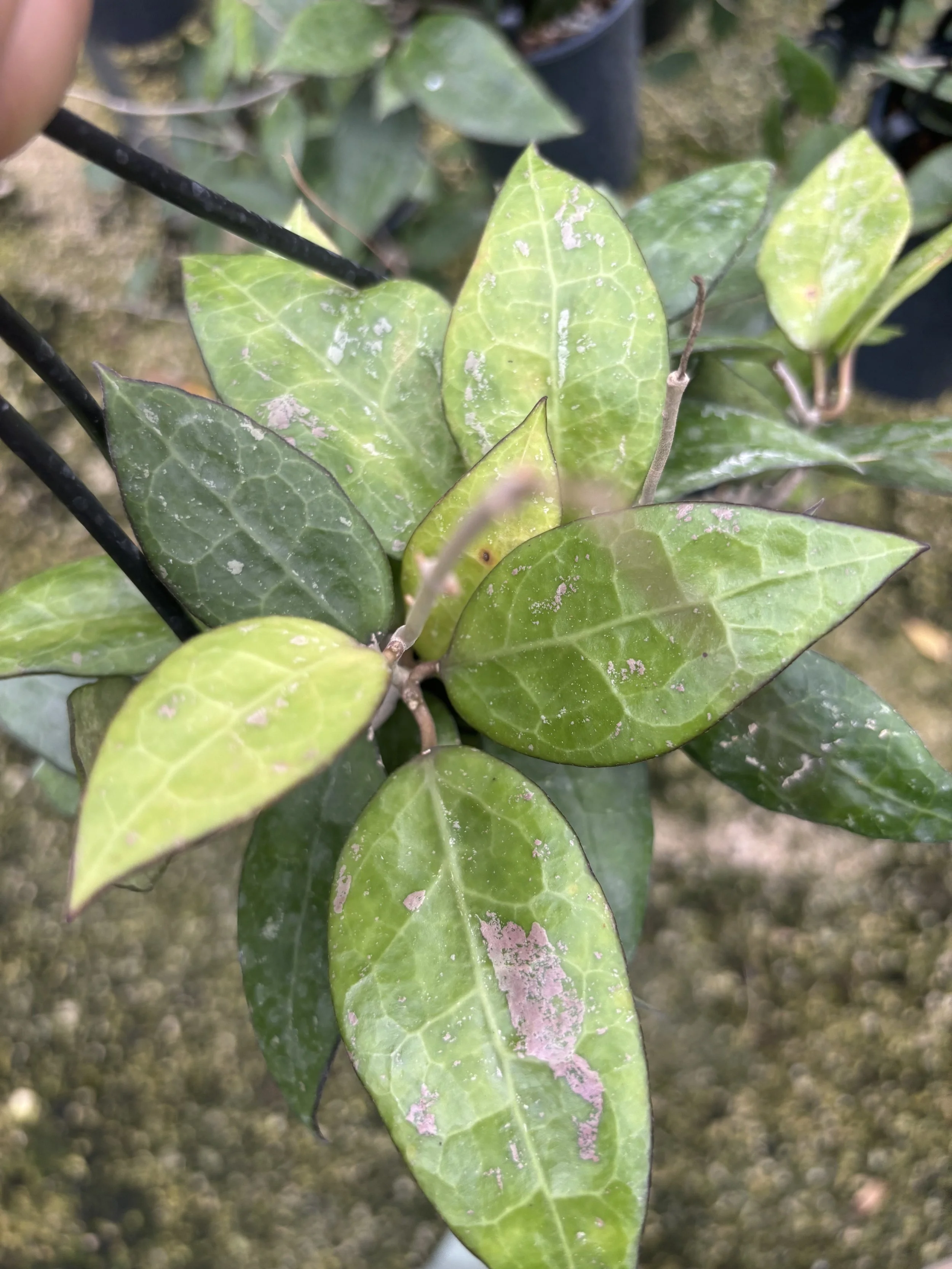 Hoya Vitellina  4.5” Deep Pot, 4” Pot, or 3.5” Pot Opt