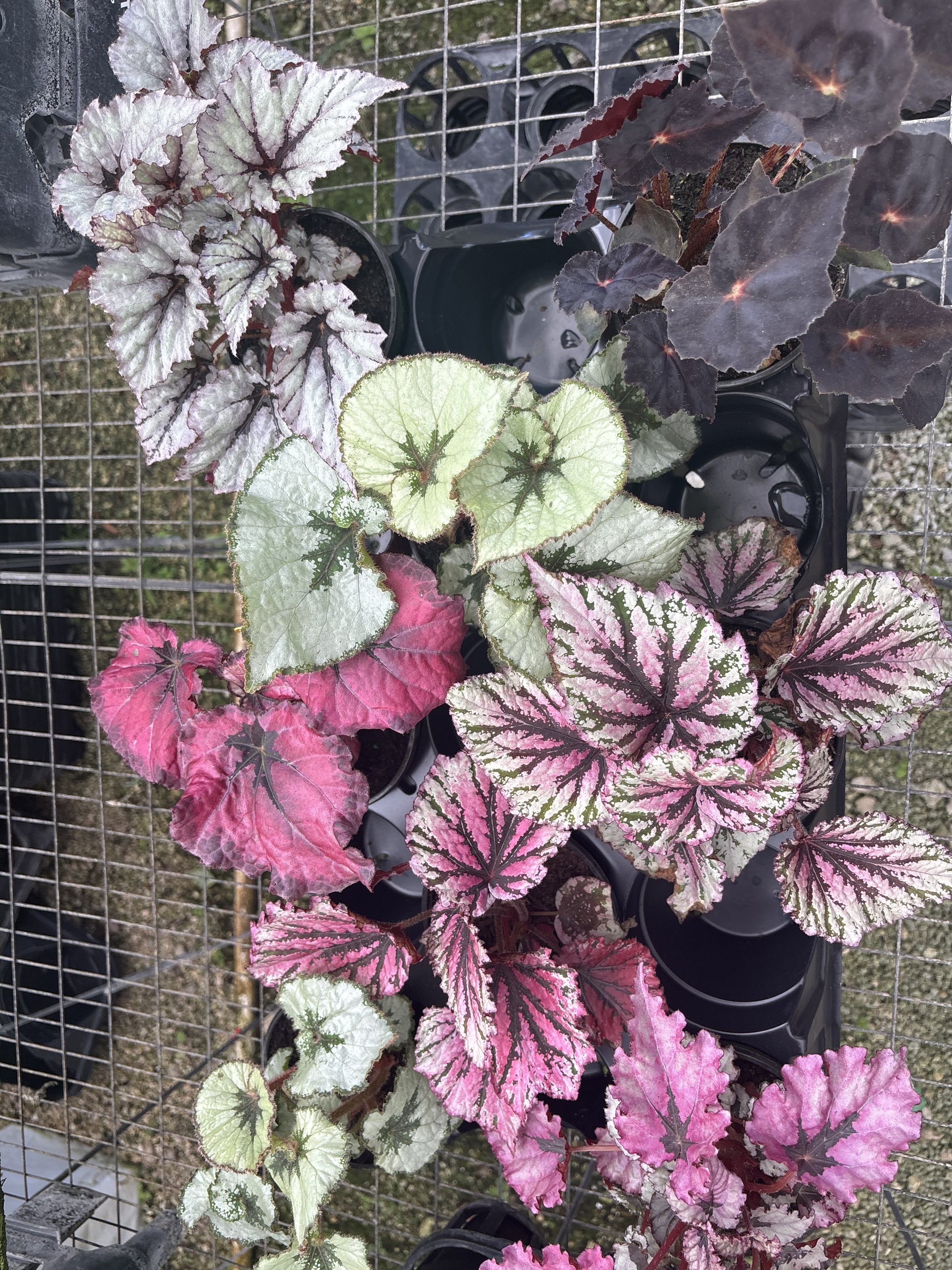 Colorful Begonia plants with variegated leaves in shades of pink, green, white, and purple, placed in black pots on a metal grid surface.