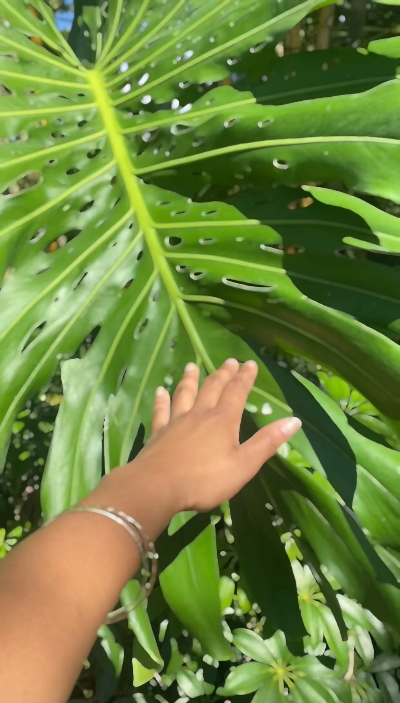 A hand reaching out to touch a large green tropical leaf with hole patterns, surrounded by other lush green leaves.