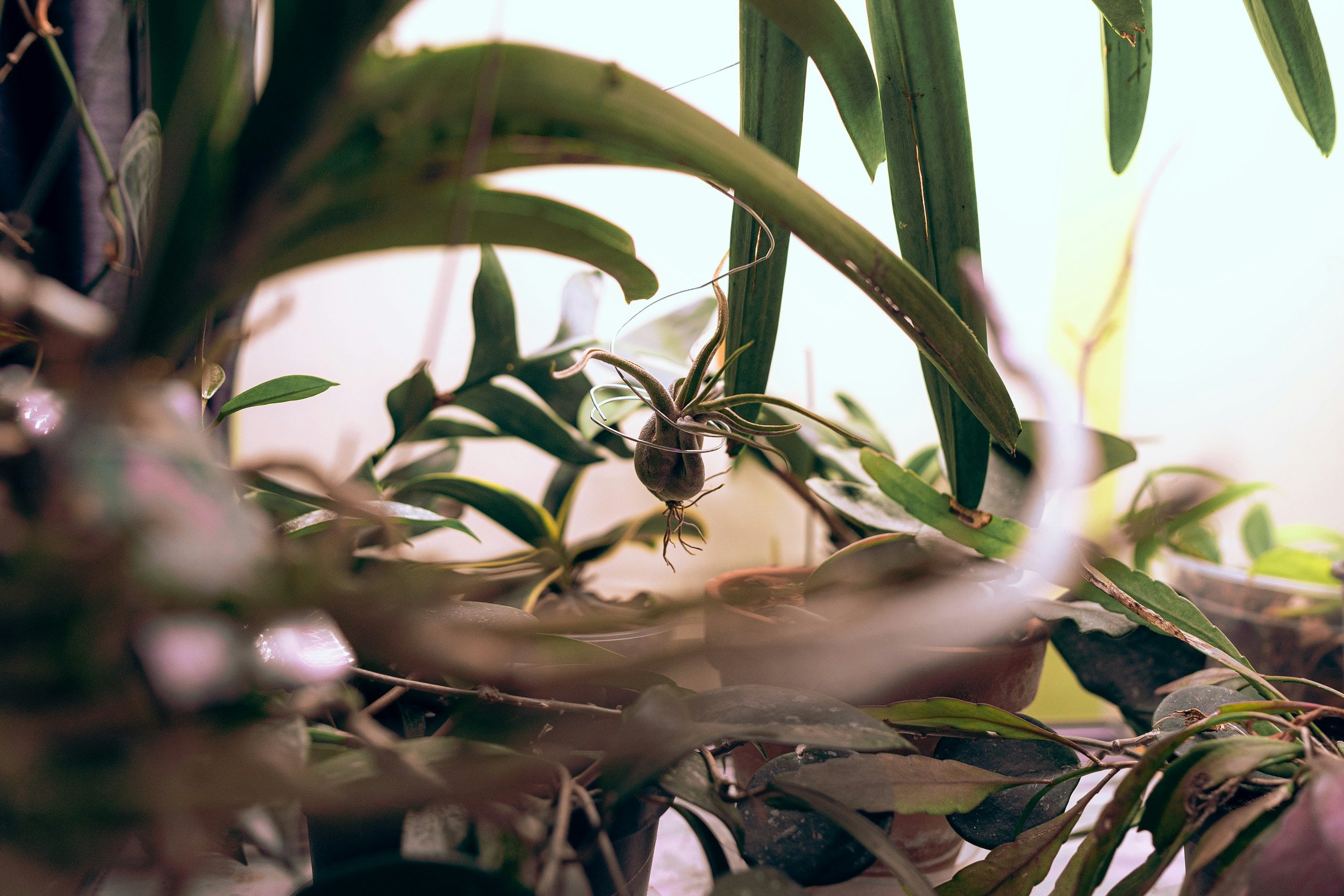 Why Is My Houseplant Dying? 7 Common Reasons + Easy Fixes