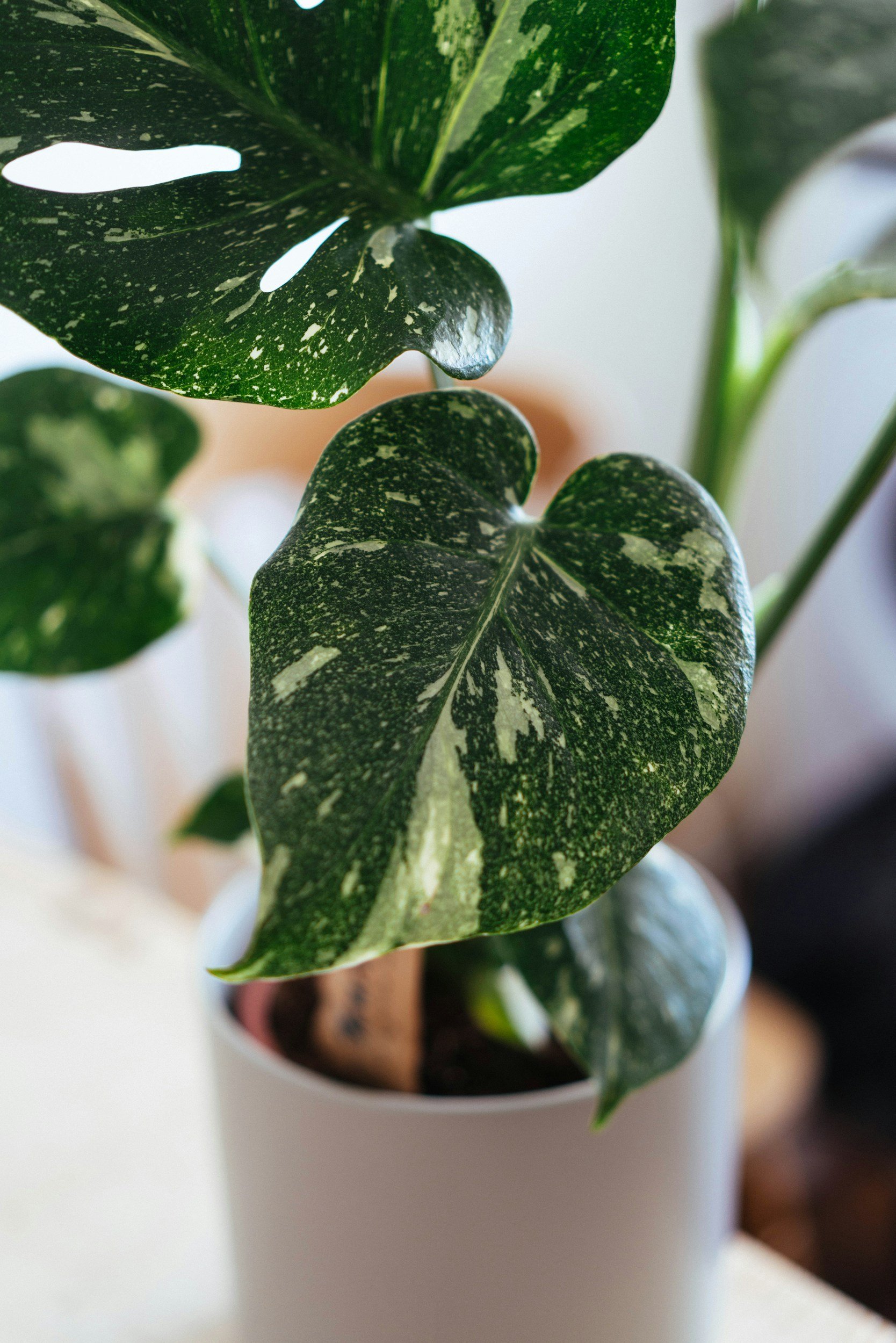 Close-up of variegated green and white leaves of a potted pothos plant.