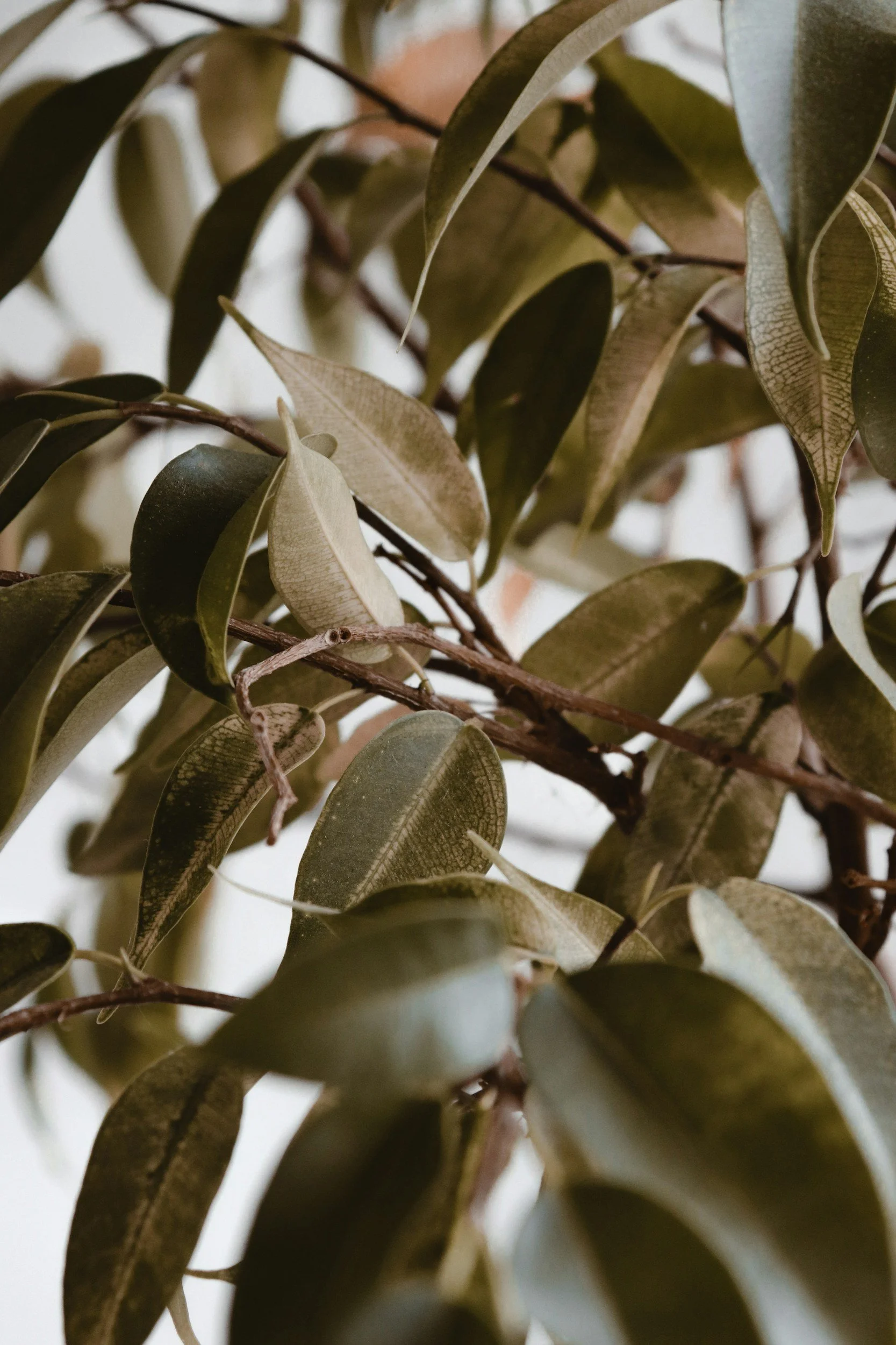 Close-up of green and grayish leaves on a plant or tree branch.