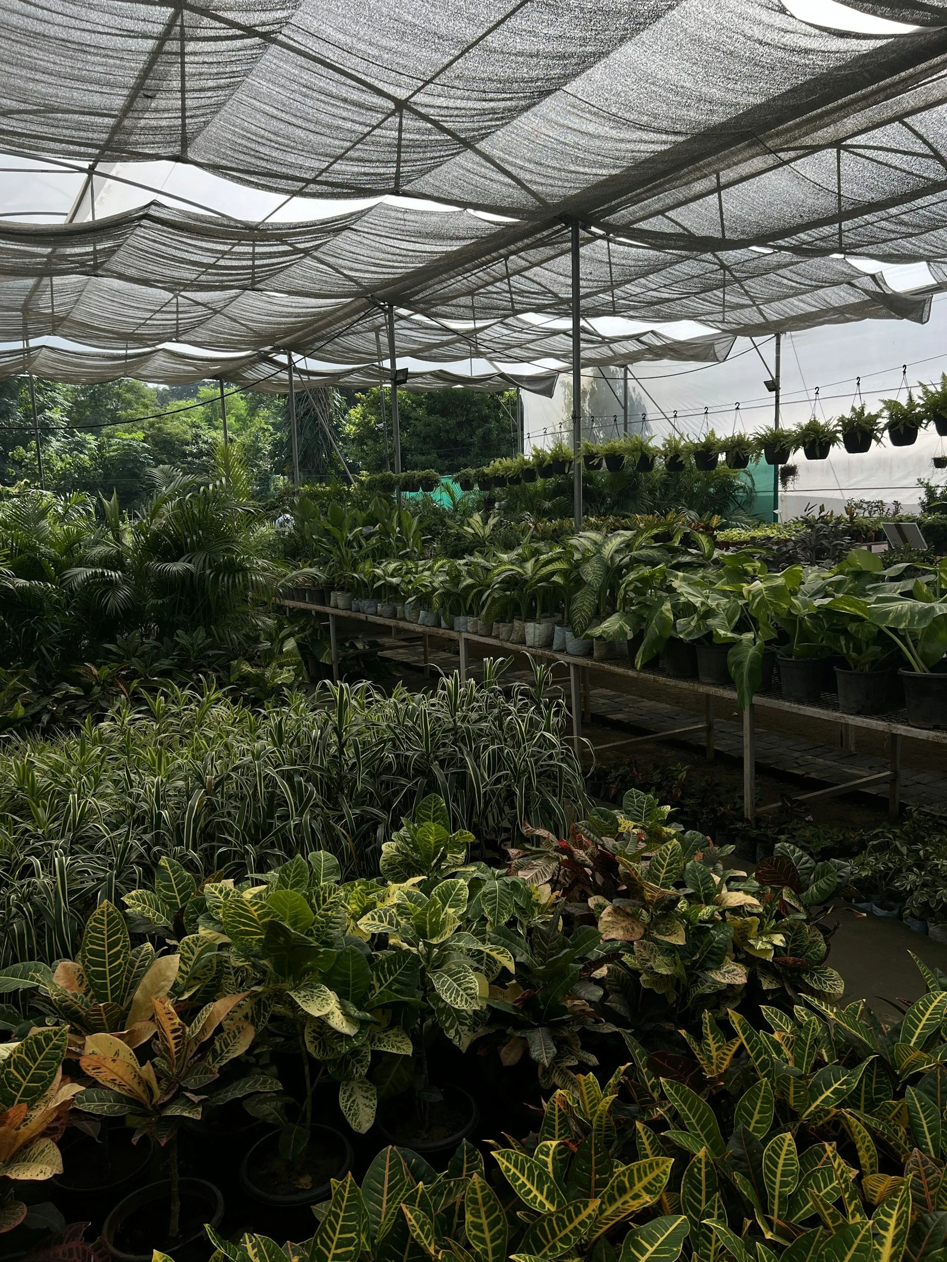 Garden center with various potted plants under shade netting, including ornamental plants and foliage in black and white pots, on wooden tables and on the ground.