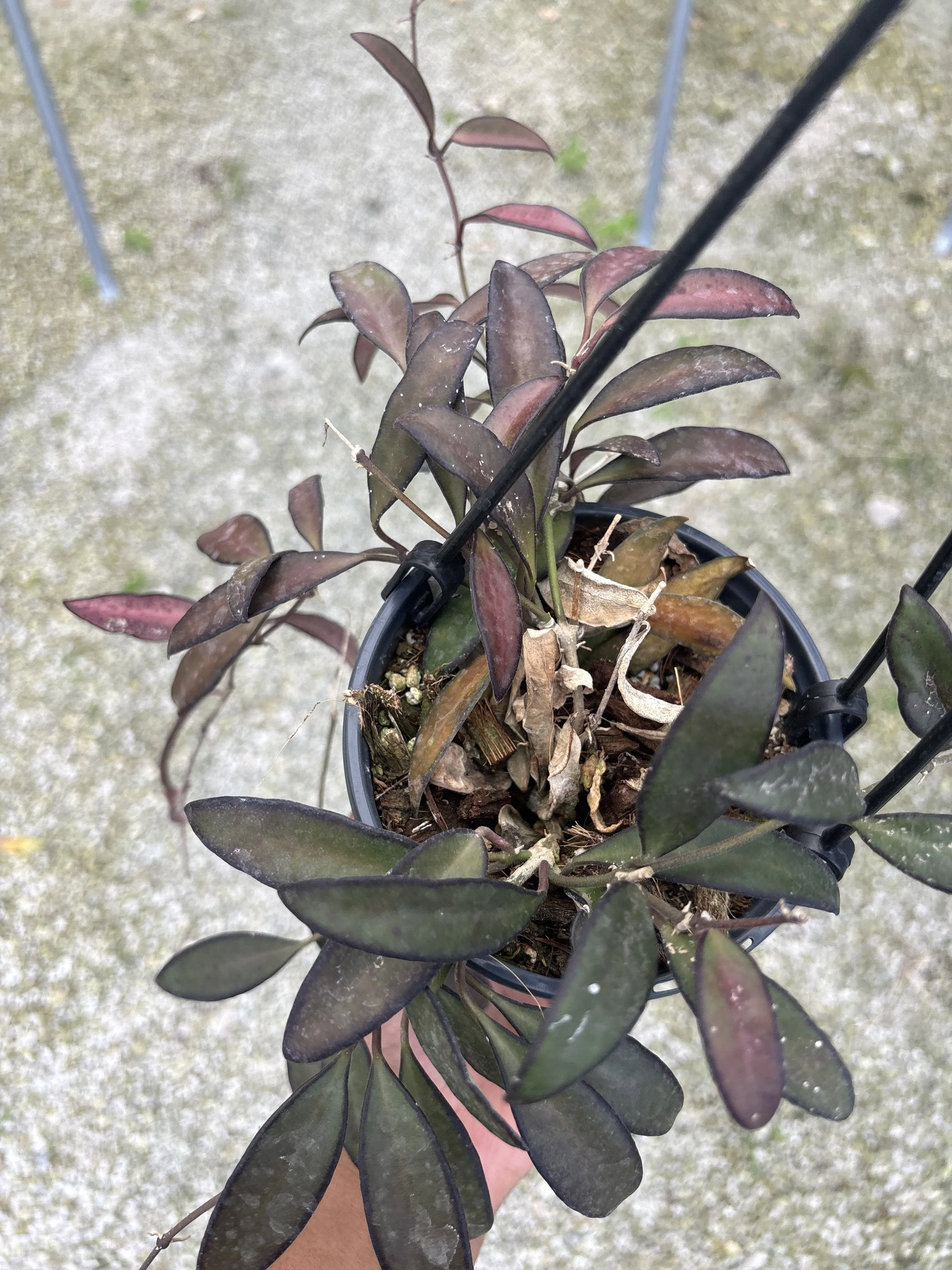 Hoya Rosita 4.5” Deep Pot, 4” Pot, or 3.5” Pot Opt