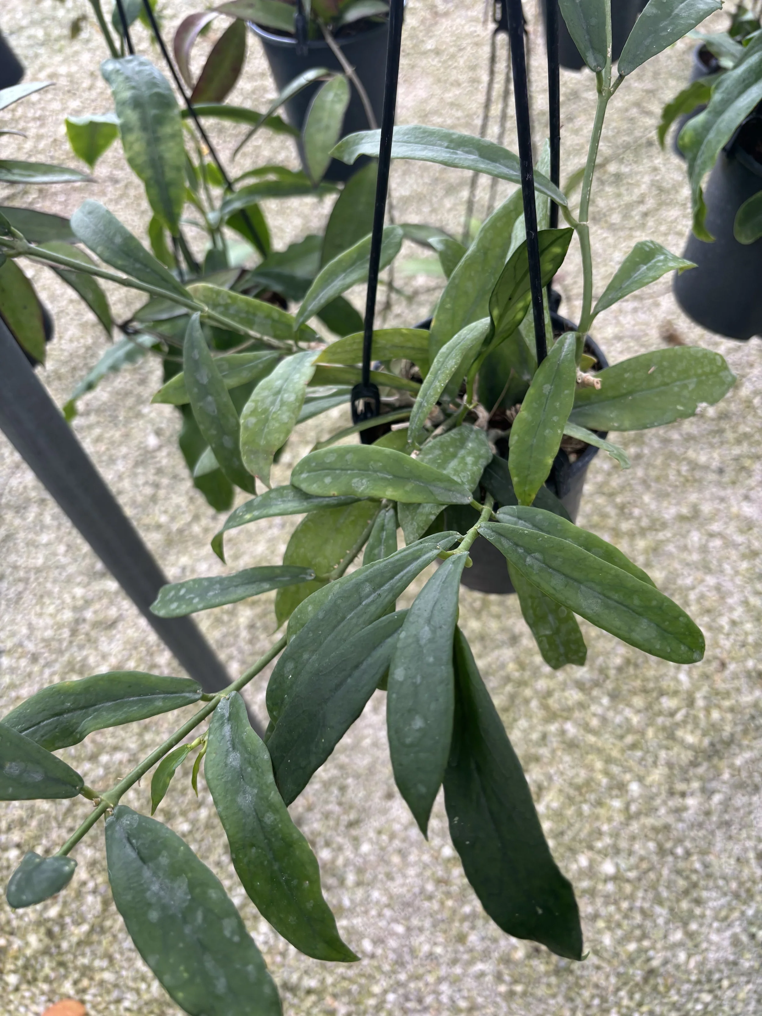 Hoya Lobby  4.5” Deep Pot, 4” Pot, or 3.5” Pot Opt