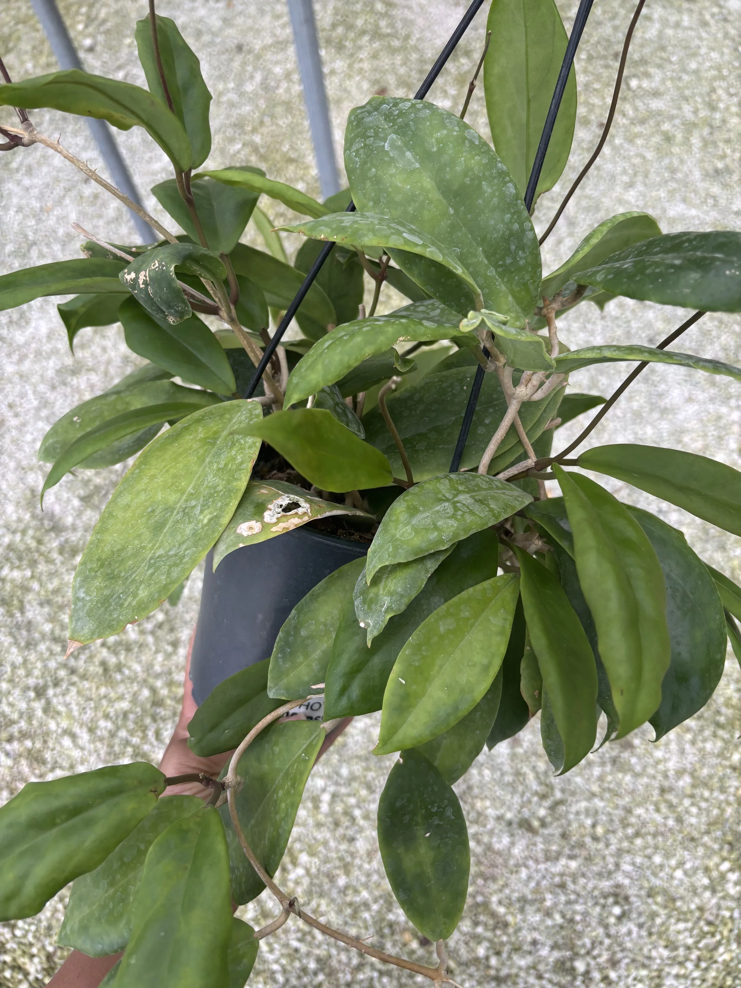 Hoya Incrassata 4.5” Deep Pot, 4” Pot, or 3.5” Pot Opt