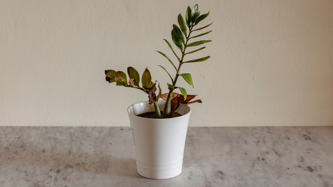A potted plant with green leaves and brown dried leaves in a white pot on a marble surface against a beige wall.