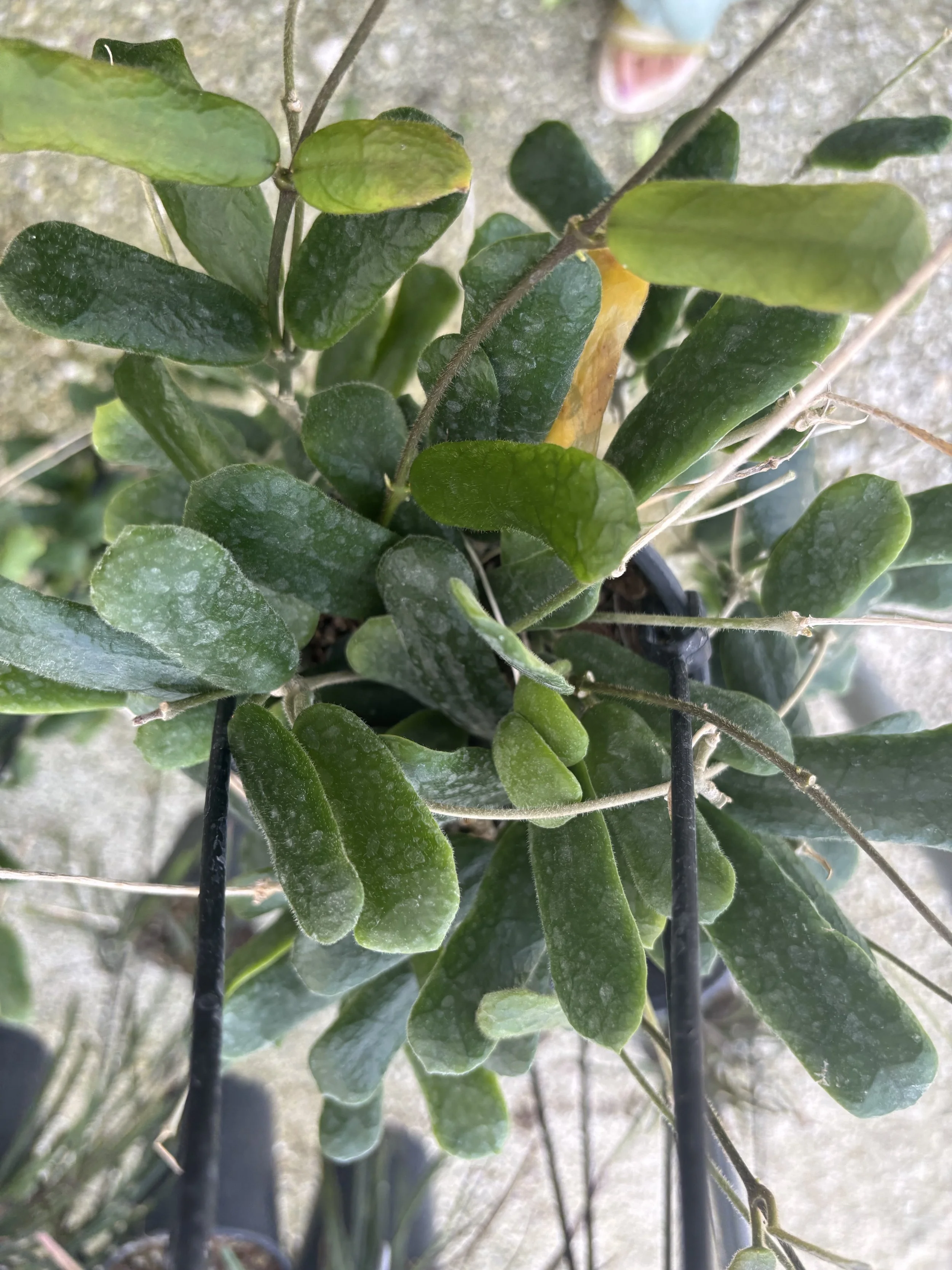 Hoya Rotundiflora  4.5” Deep Pot, 4” Pot, or 3.5” Pot Opt