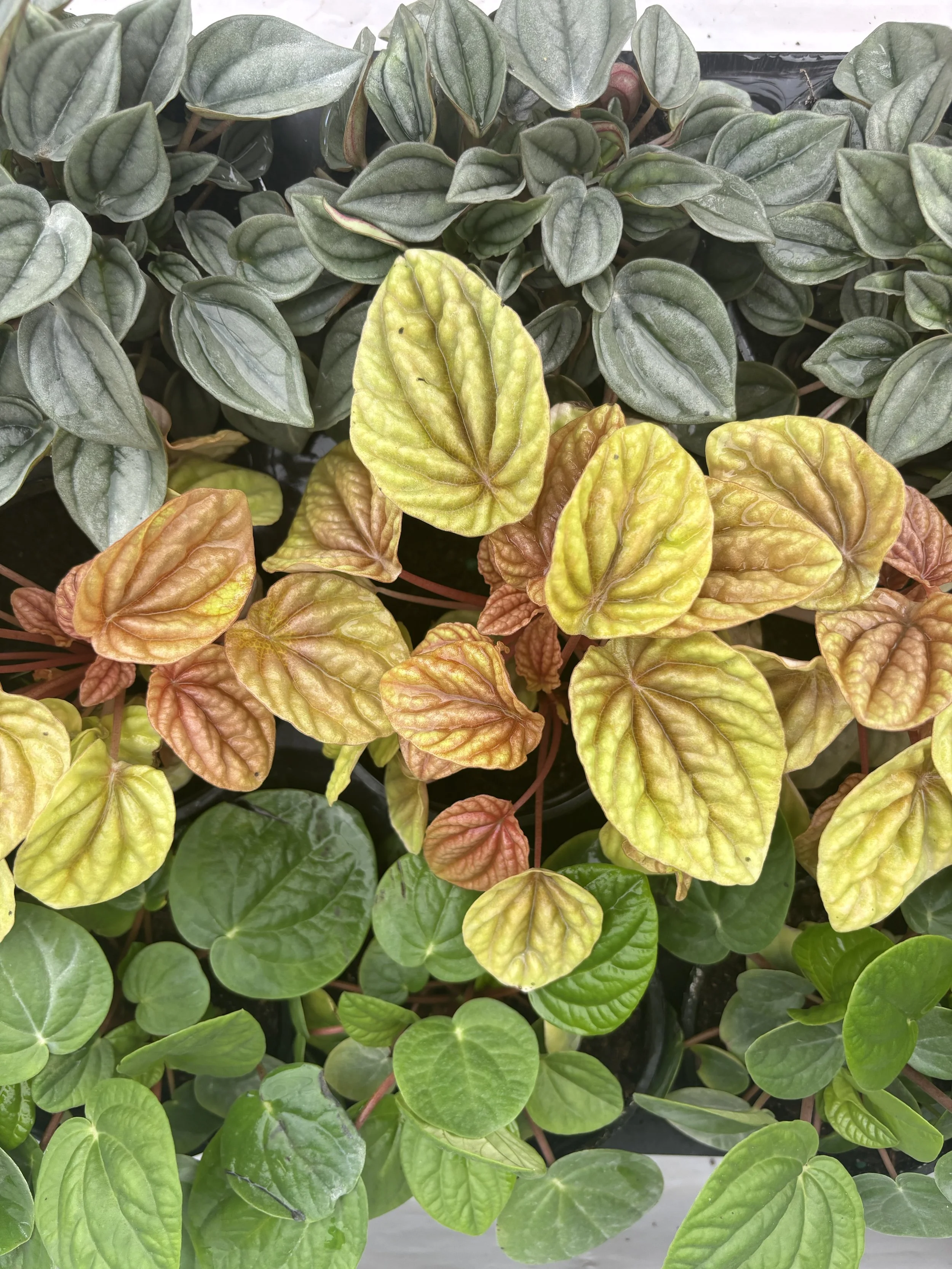 Close-up of various potted houseplants with green, yellow, and reddish leaves.