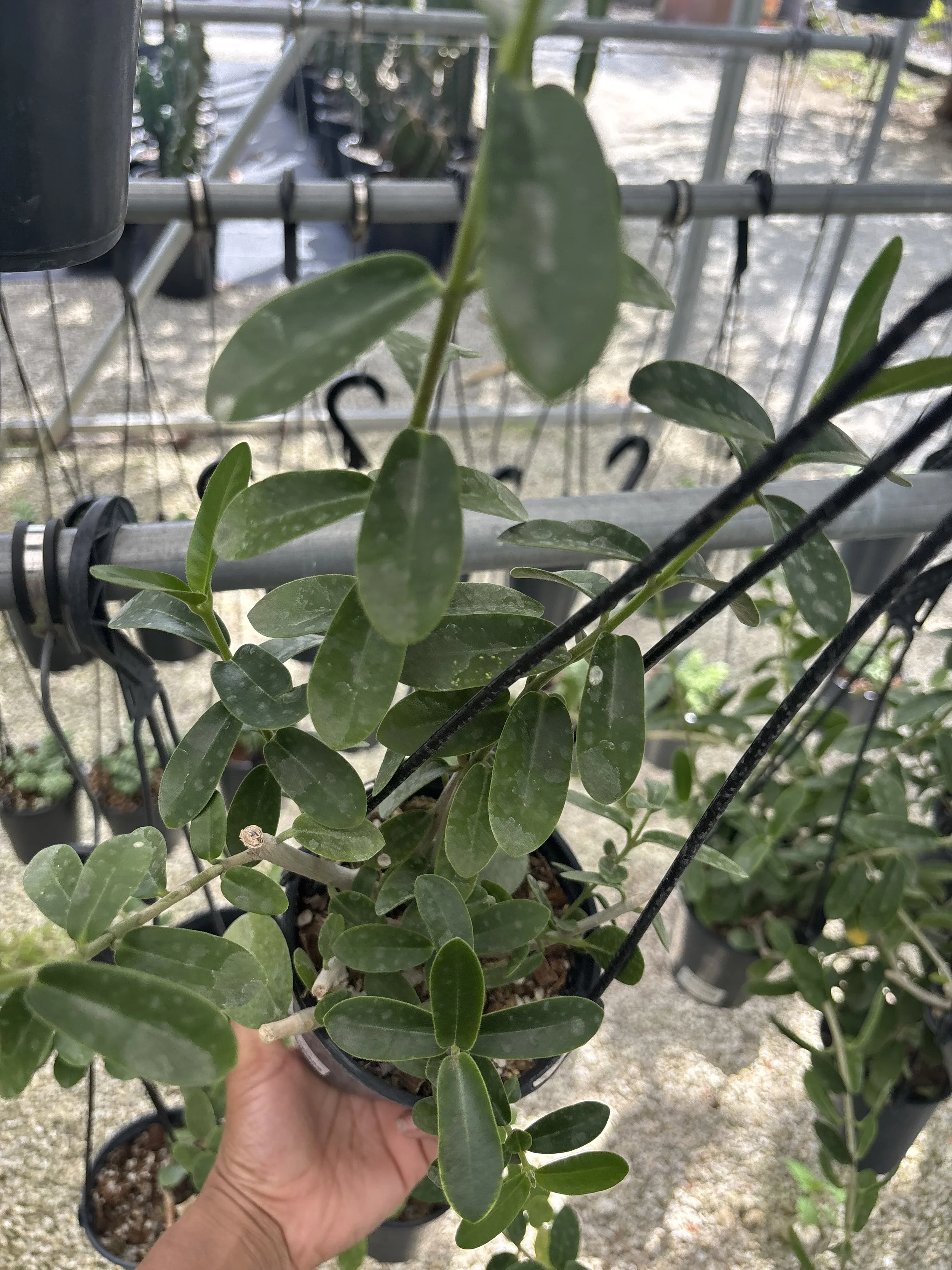 Hoya Cummingiana  4.5” Deep Pot, 4” Pot, or 3.5” Pot Opt
