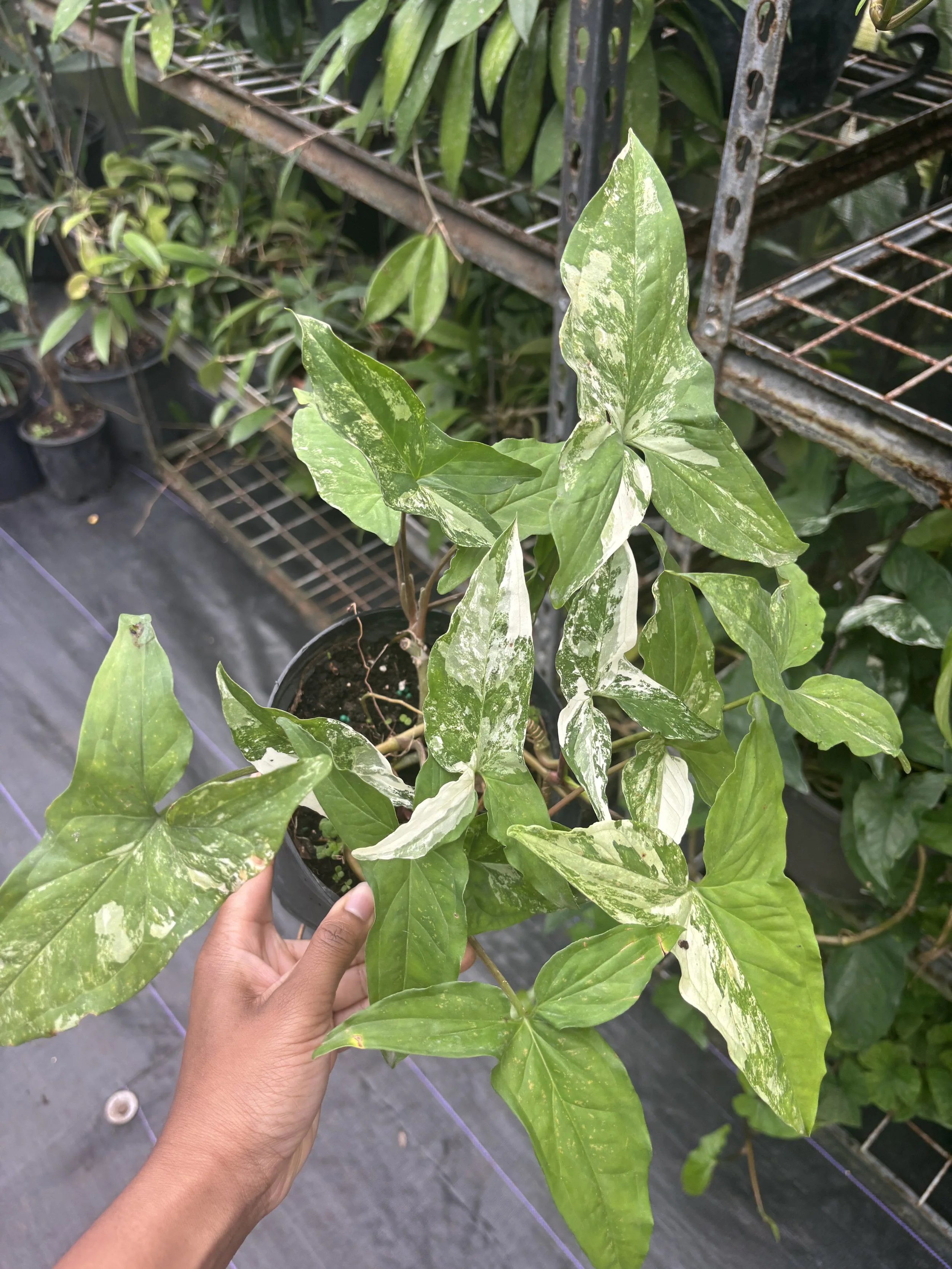 A person holding a variegated green and white leafy plant in a black pot, with a background of plant shelves and other potted plants.