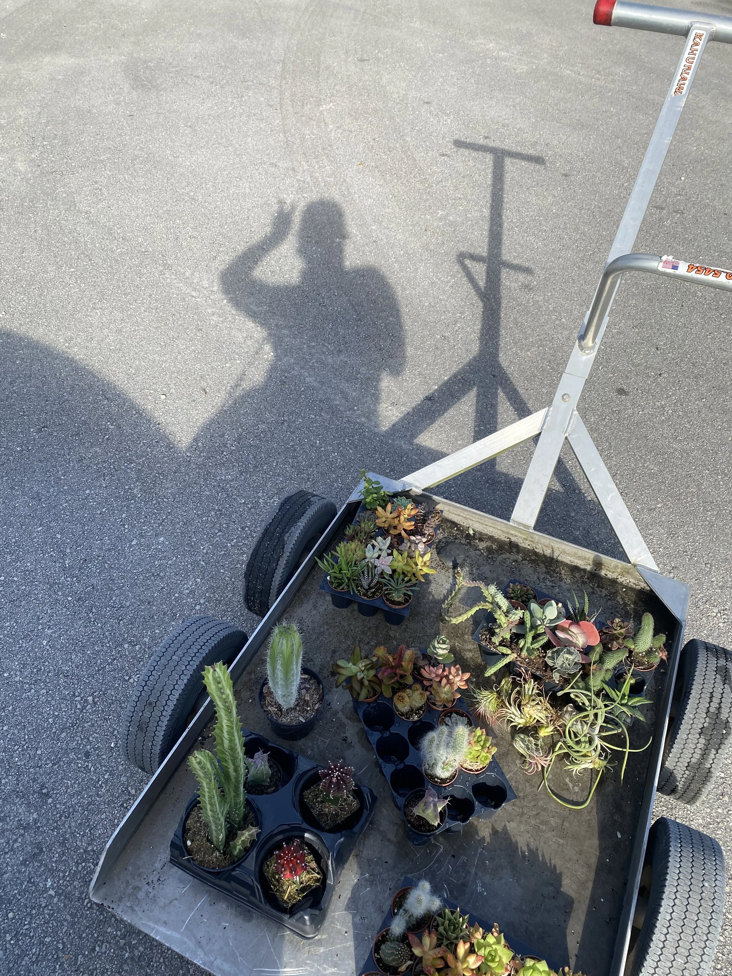 A flatbed wagon with potted succulents and cacti on a paved surface, with a shadow of a person waving. The wagon has four wheels and a handle, and the person's shadow is cast on the ground.