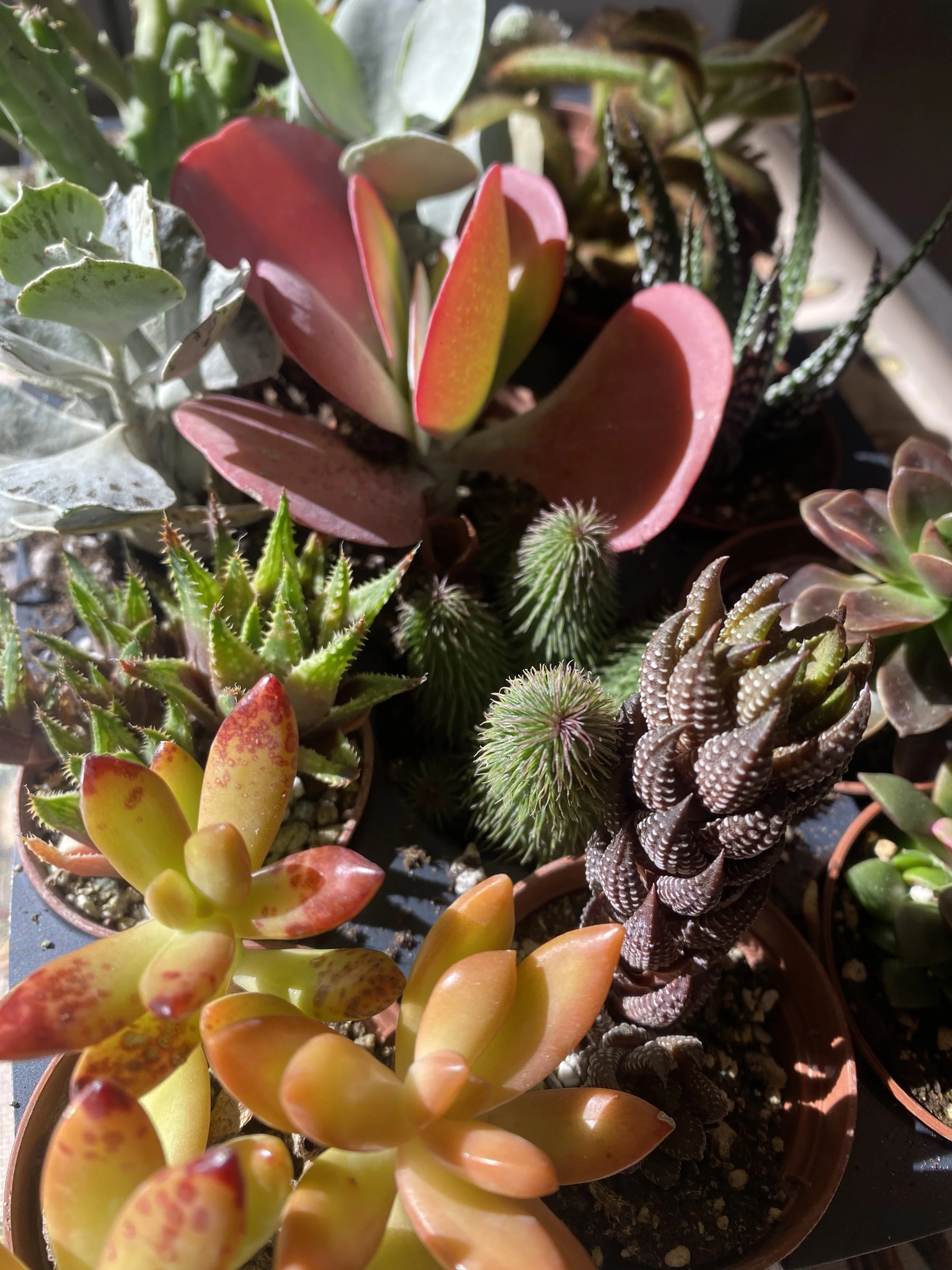 Close-up of various potted succulents and cacti in natural sunlight, showing different shapes, colors, and textures.