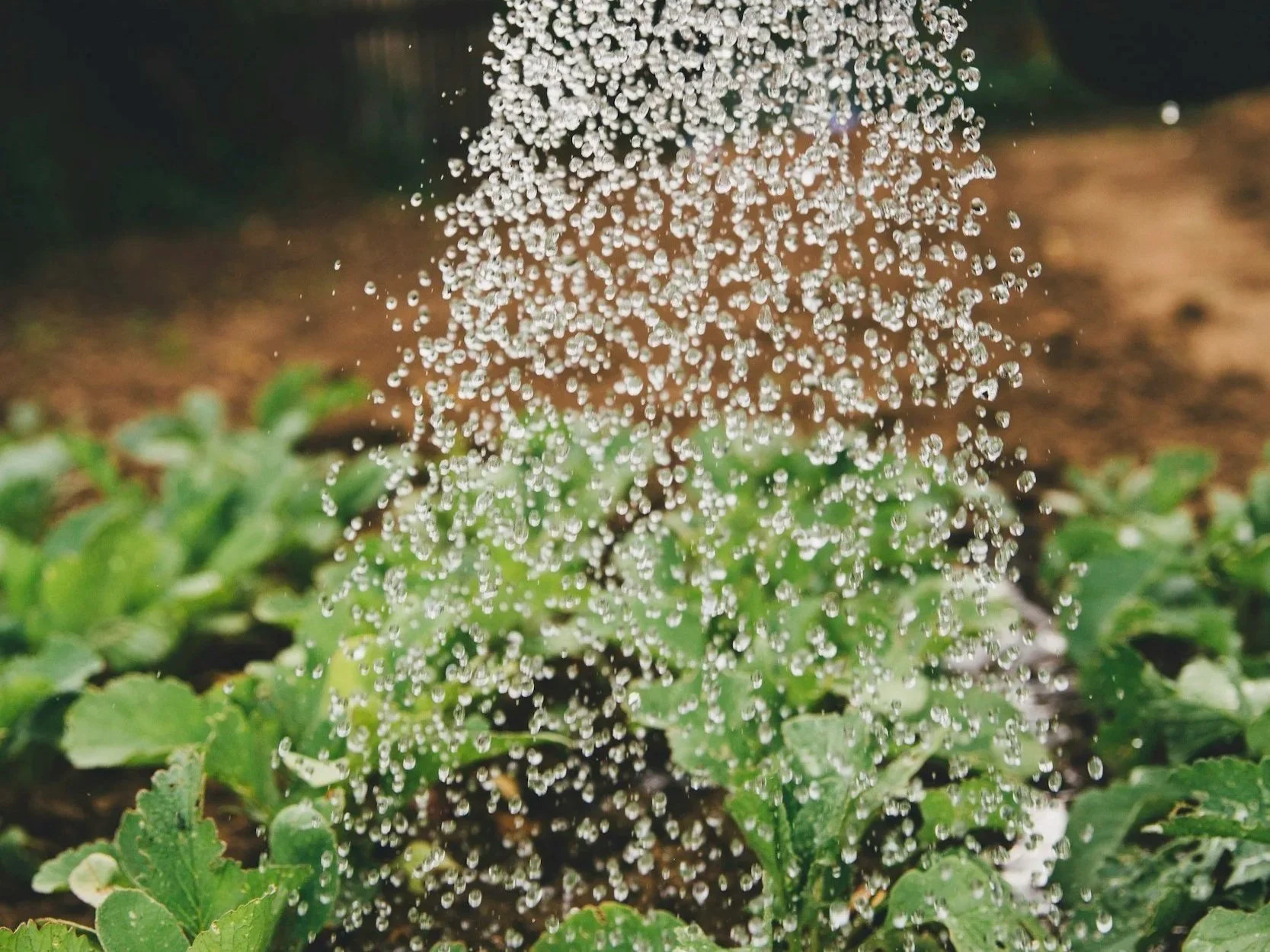 How to Tell If Your Plant Needs Water (Without Overwatering)