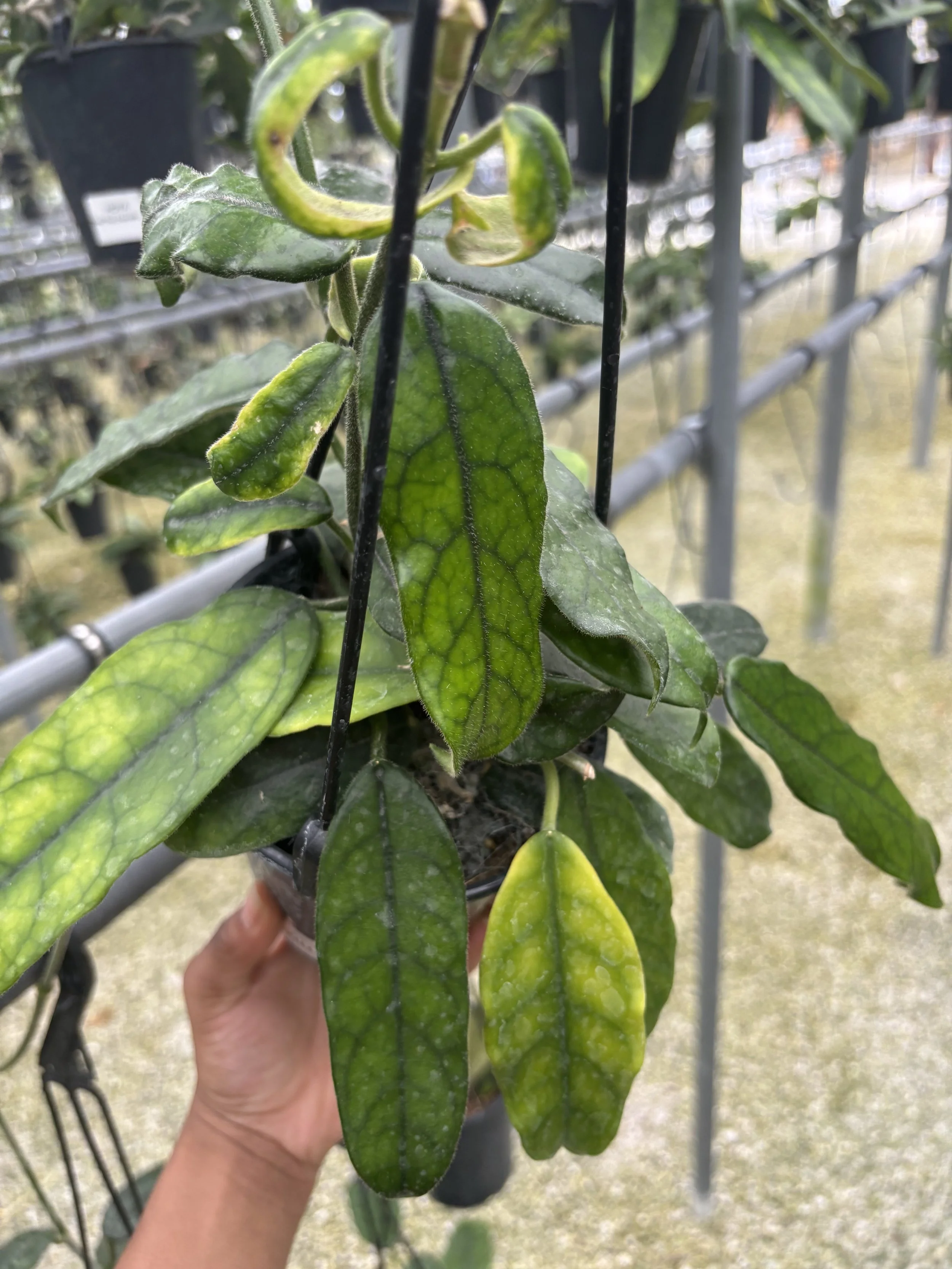 Hoya Villosa  4.5” Deep Pot, 4” Pot, or 3.5” Pot Opt