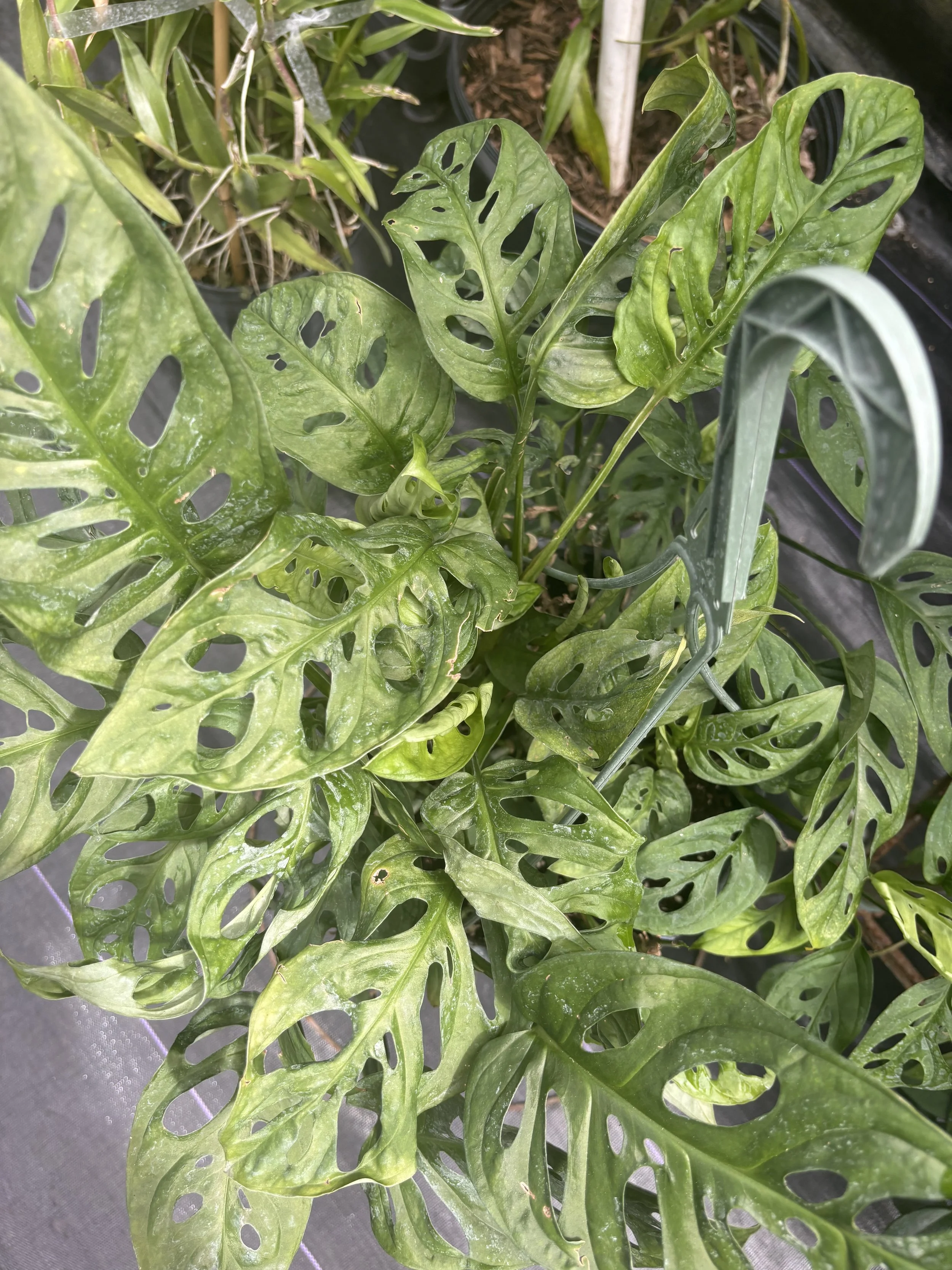Close-up of a Monstera plant with green, split leaves.