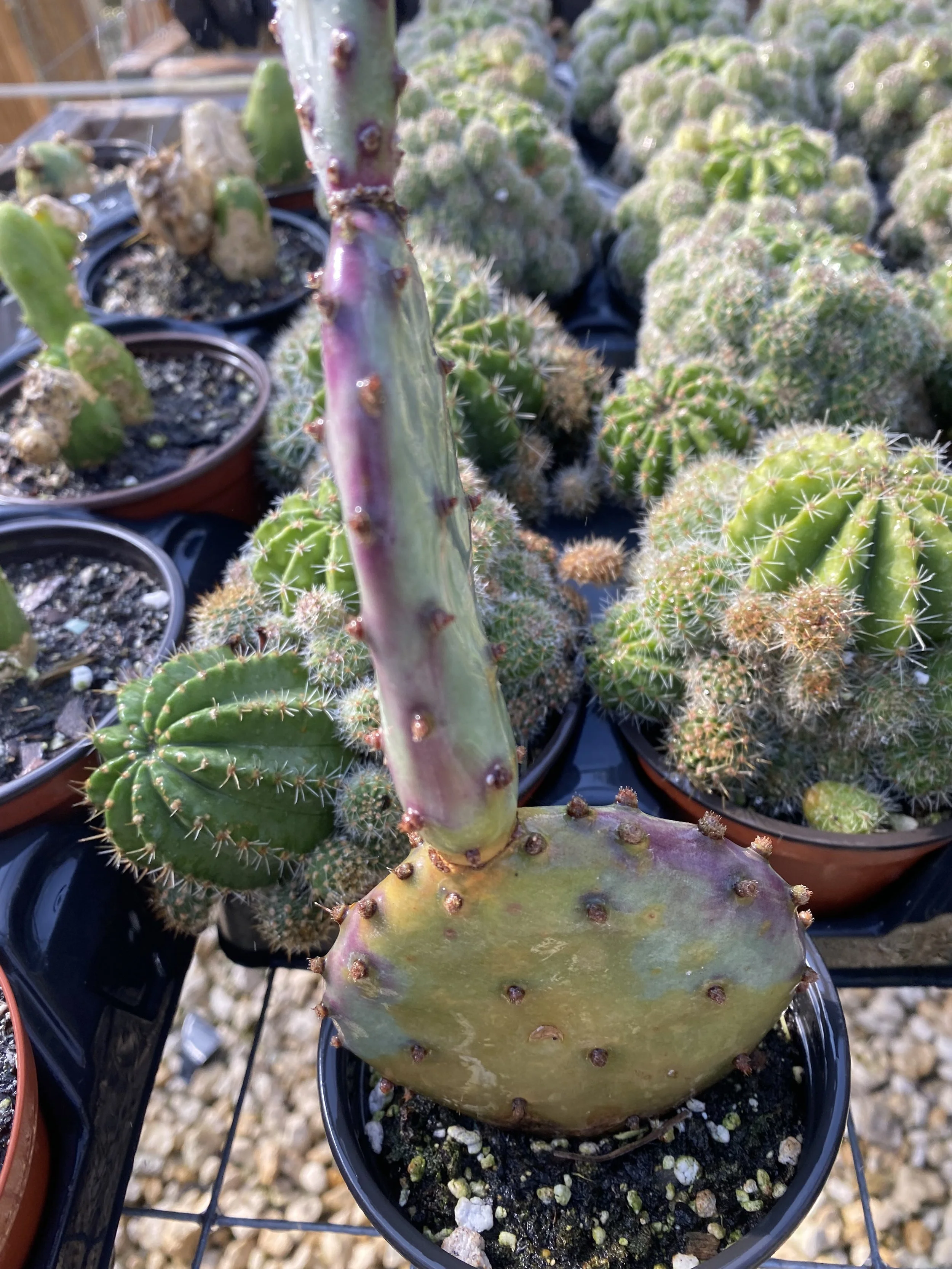 A cactus plant with a purple and green stem in a black pot, surrounded by various small potted cacti in a nursery or garden setting.