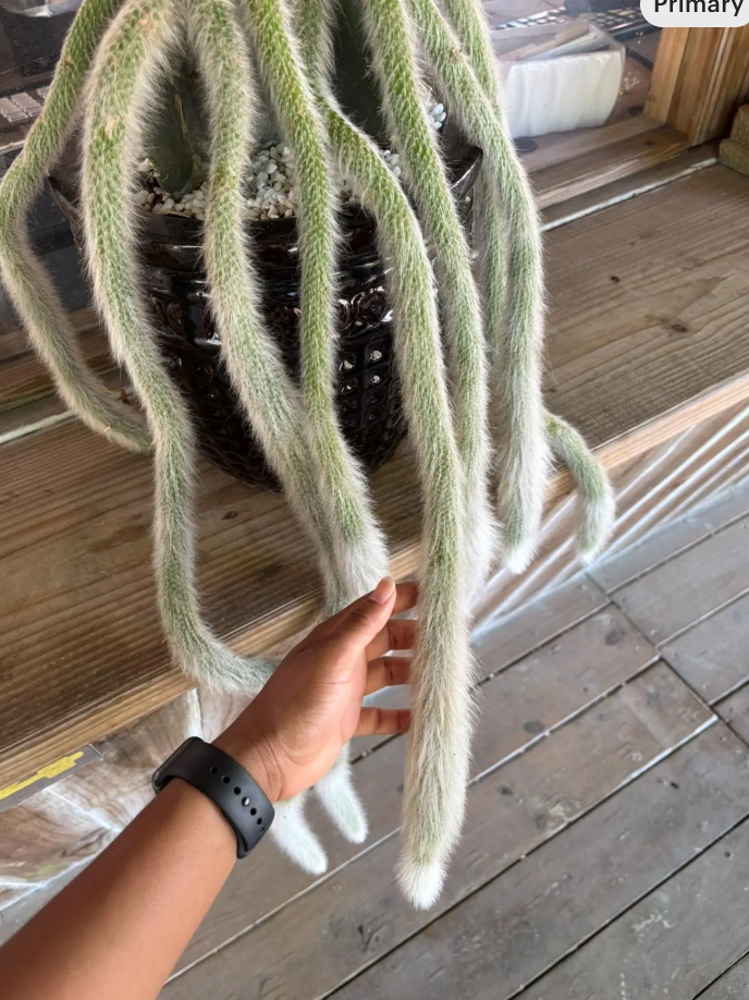Hand holding the long, fuzzy monkey tail cactus, green-and-white striped stems of a cactus plant in a black decorative pot on a wooden surface.