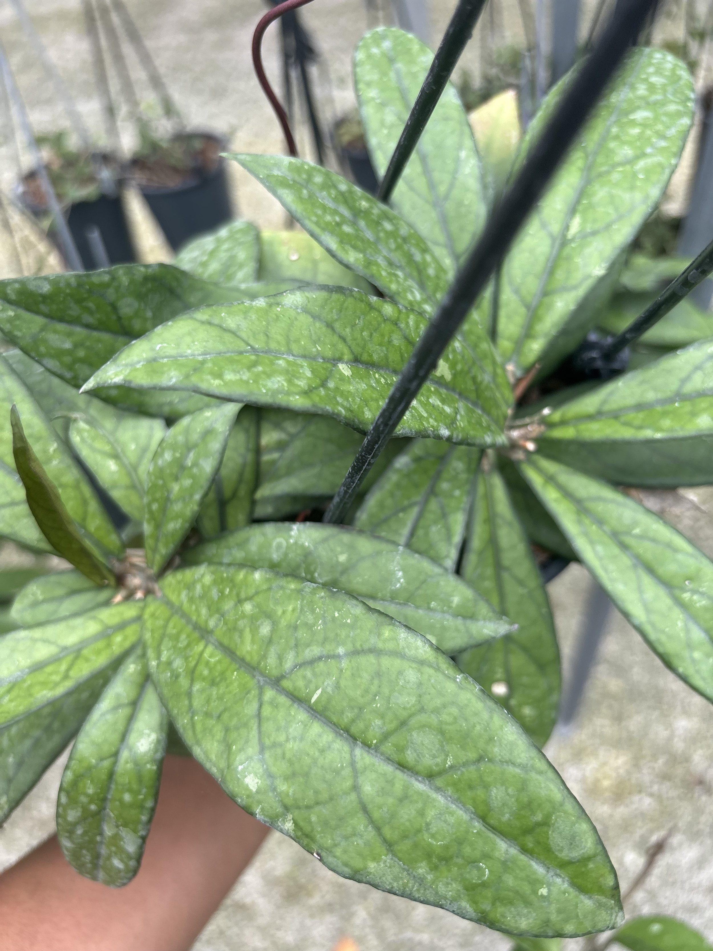 Hoya Crassipetiolata 4.5” Deep Pot, 4” Pot, or 3.5” Pot Opt