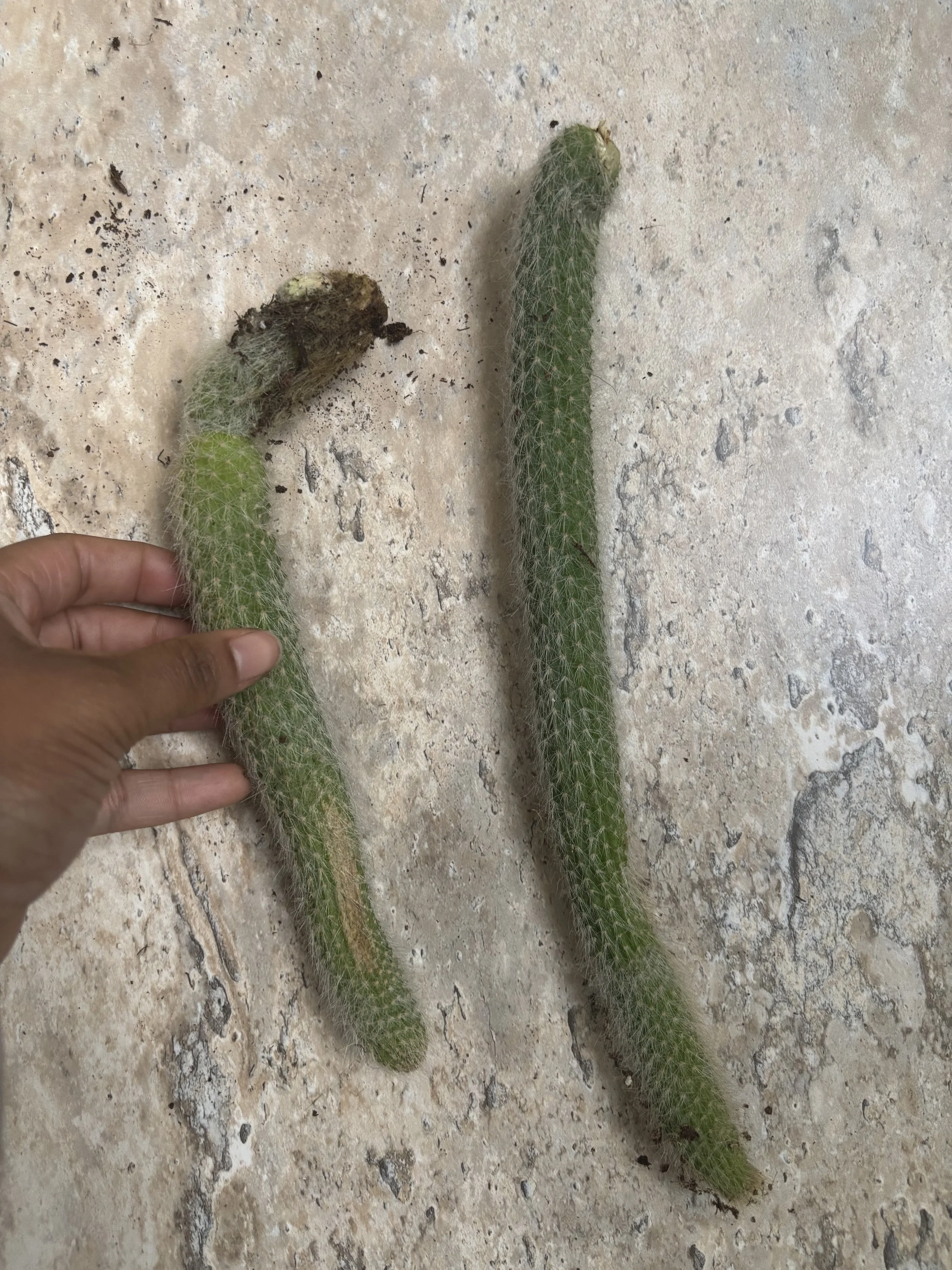 Monkey Tail Cactus - Unrooted Cutting Cactus Variegated