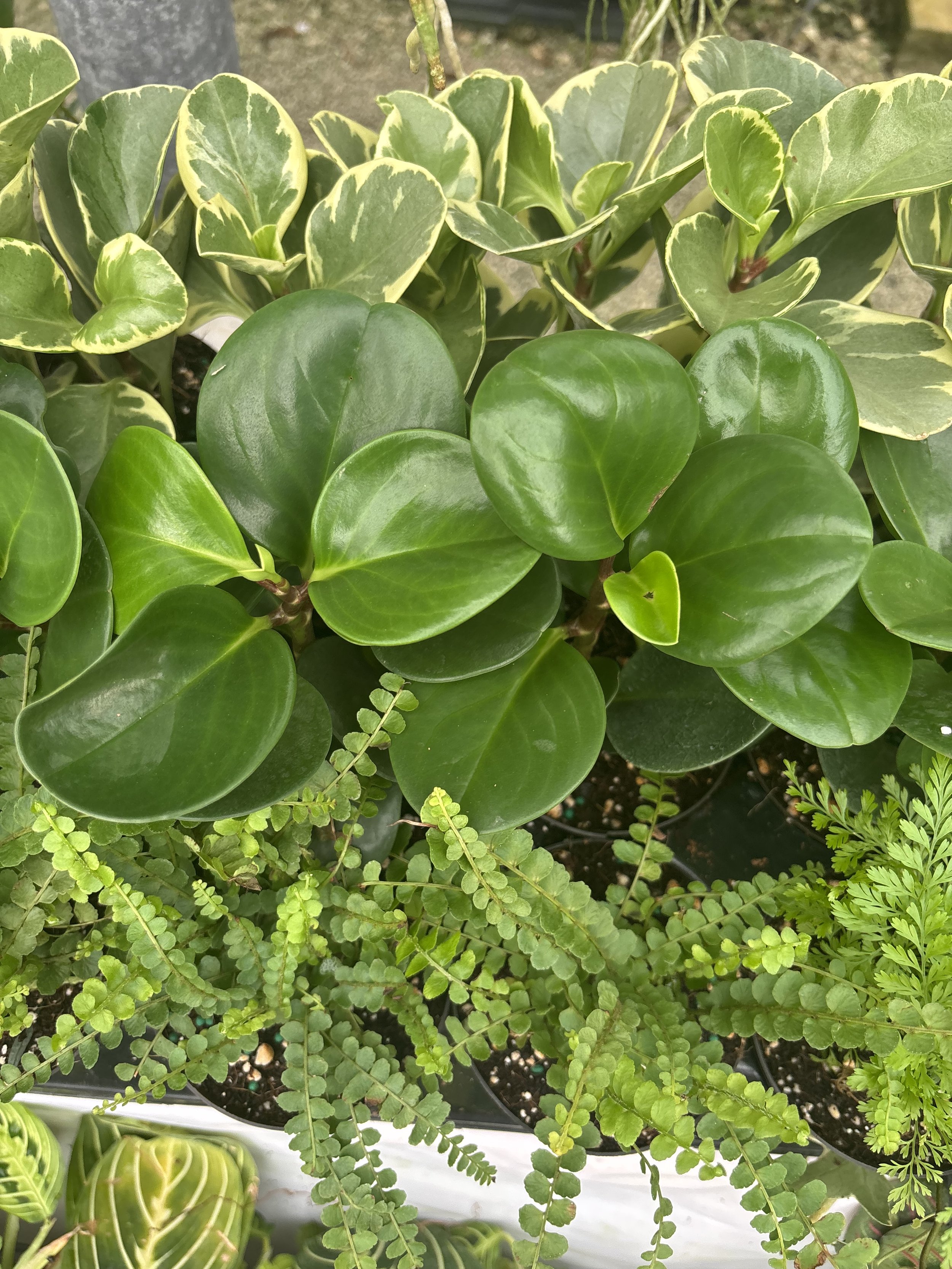 Close-up of various potted green indoor plants with shiny leaves and fern-like foliage.