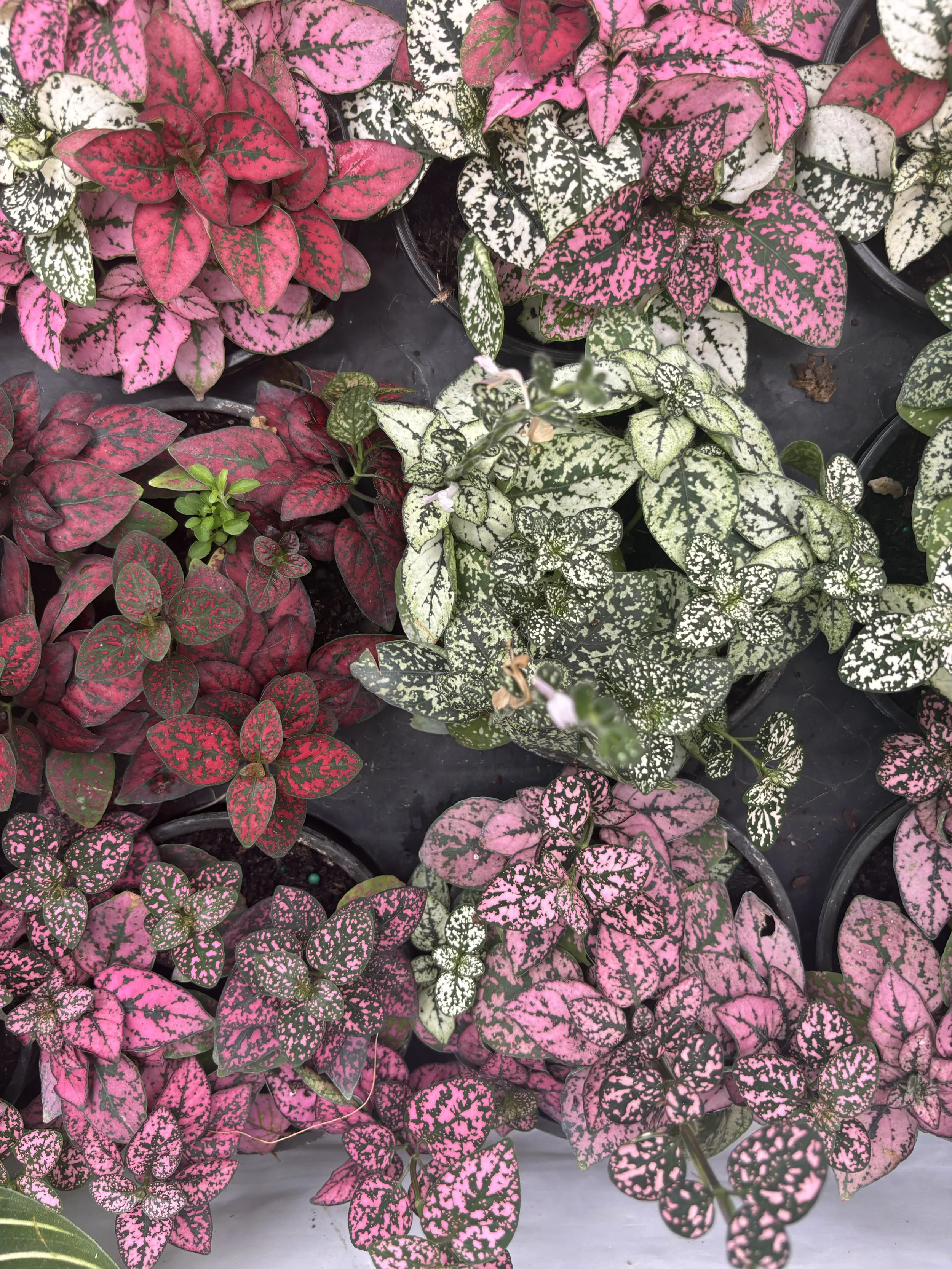 Close-up view of various small potted plants with colorful, patterned leaves in shades of pink, white, green, and red.