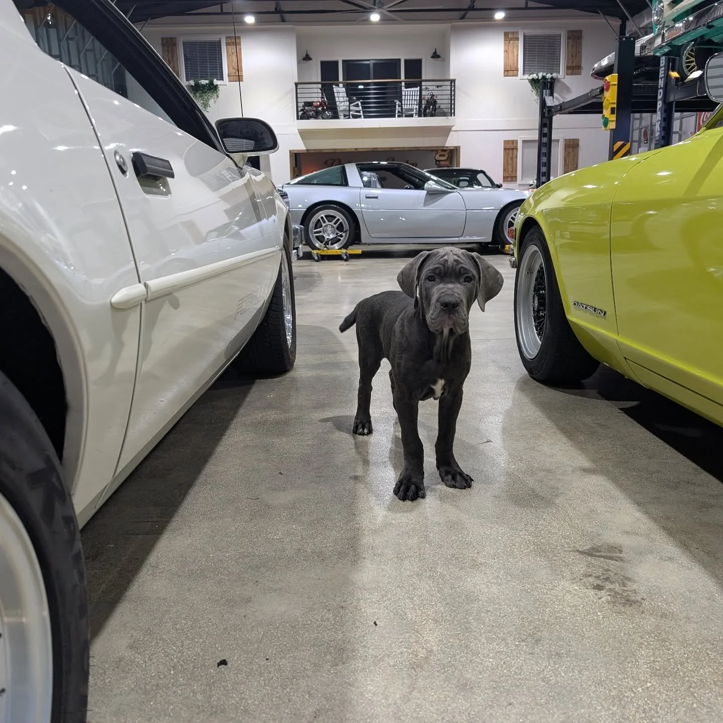 Love this little man. So smart and what a great companion. Meet BOSS our mascot at drive me lucky garage and full scale Motorsports #canecorso #puppy #mansbestfriend🐶 #dogslife #carsanddogs