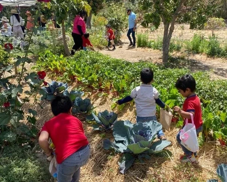 Kids and adults picking vegetables and flowers in an outdoor garden or farm on a sunny day.