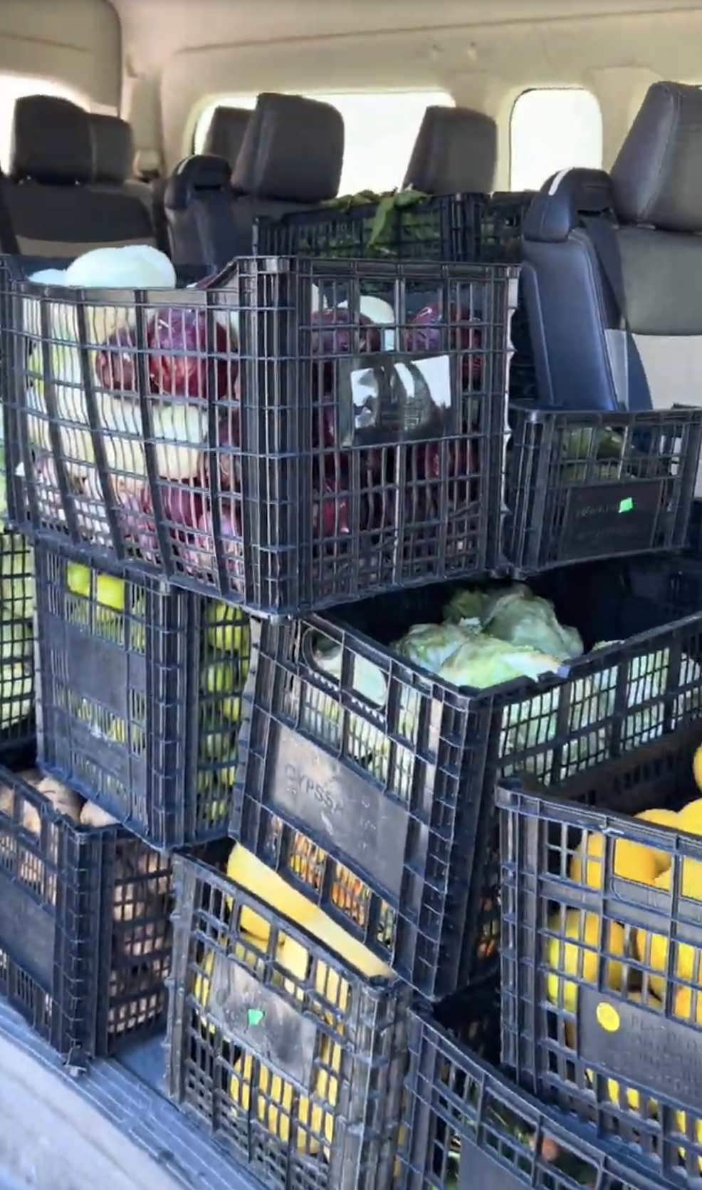 Multiple black plastic crates filled with fresh vegetables like peppers, onions, and greens inside a vehicle.