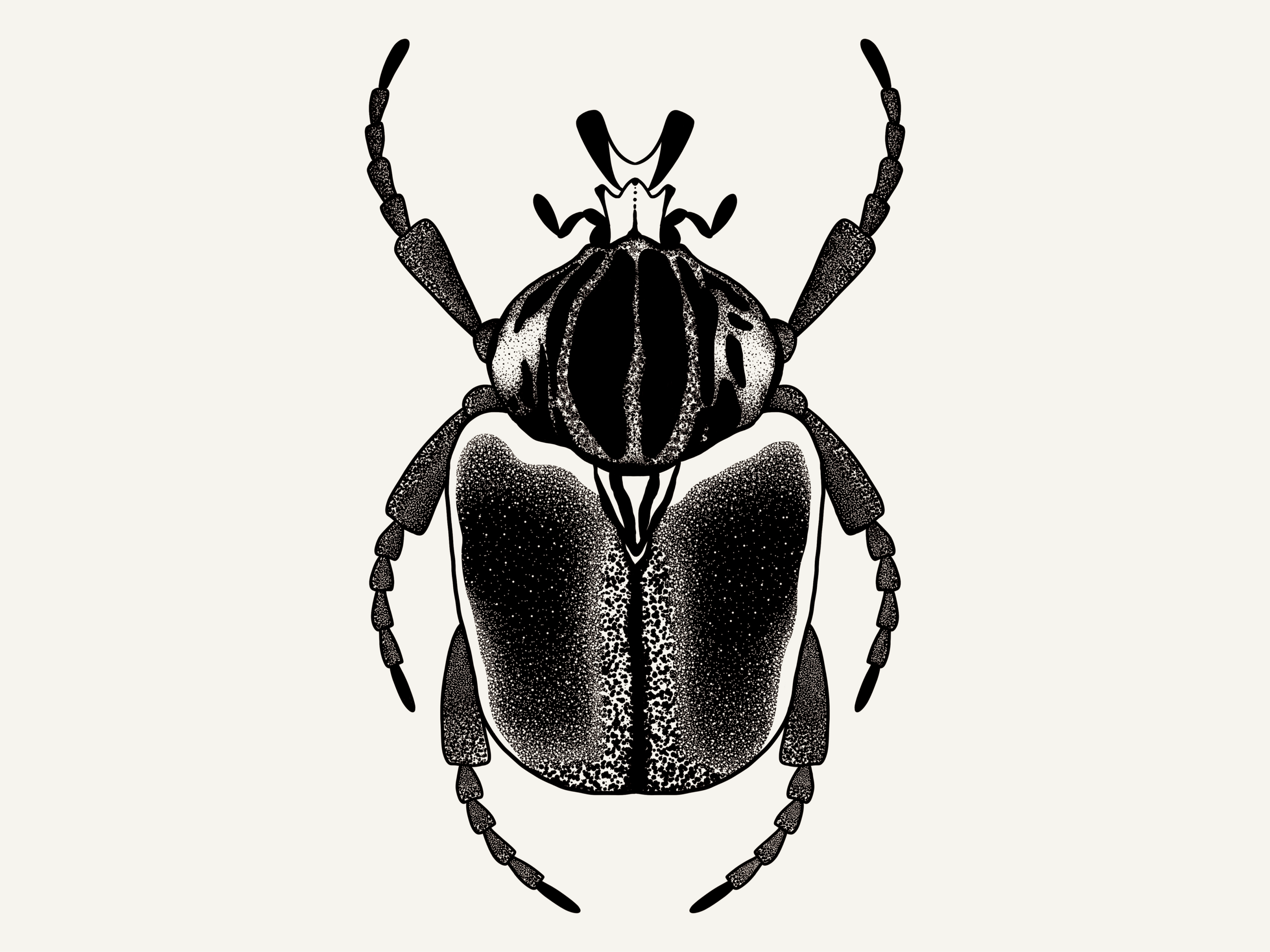 Ilustração em preto e branco de um besouro com detalhes na cabeça, corpo e patas, exibindo uma perspectiva frontal.