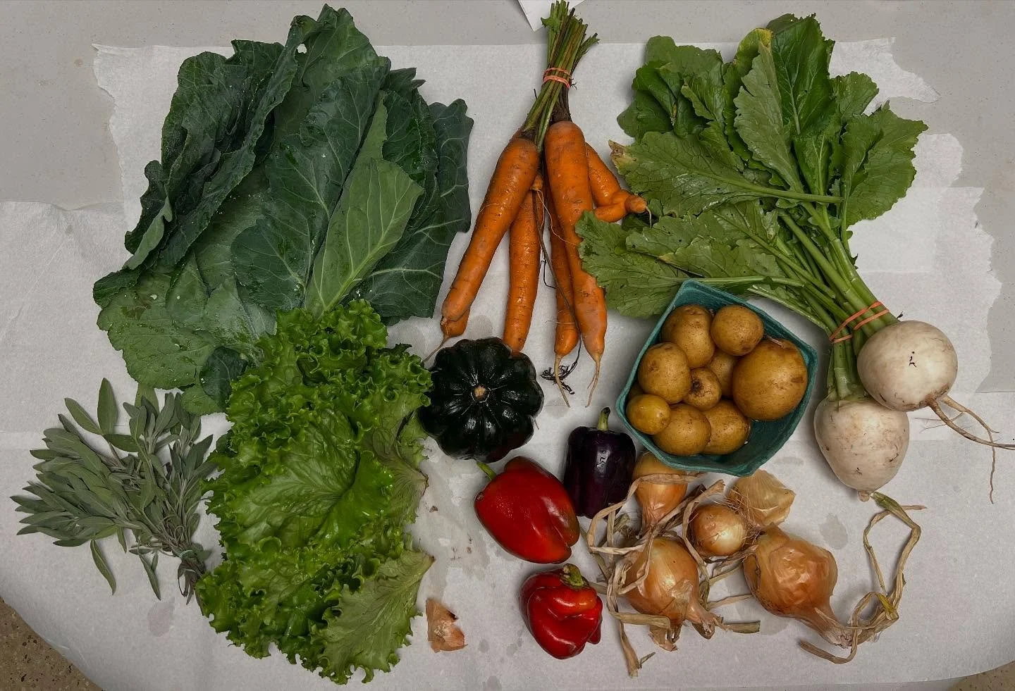 Week 19: Full shares have turnips, collard greens, onions, sweet peppers, fall squash, and so much more!
Mushroom share: portobello 
Fruit share: Concord grapes and apples

And thank you to our lovely member volunteers who show up every week, with a 