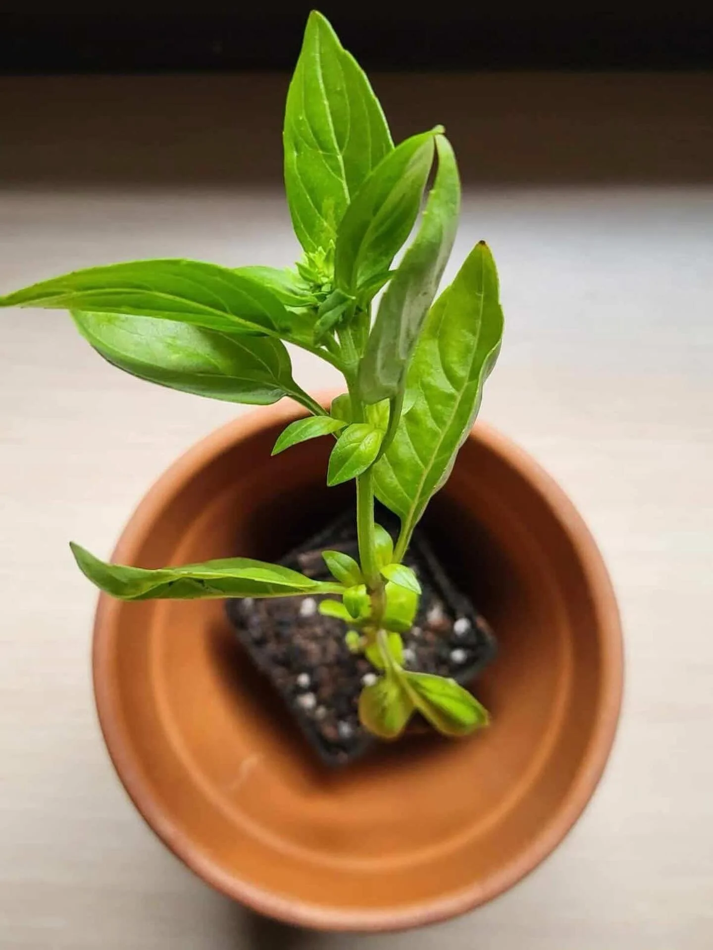 At the fist pick up it&rsquo;s usually a tradition that @stoneledge.farm has a basil seedling for all the members as a welcome back gift. The trick is who can then keep it alive all season ! Get your shares this month, our first pick up is June 2nd @