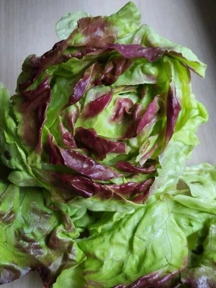 June is lettuce season, and we can&rsquo;t wait for the bounty of lettuce and variety coming with our shares. Remember to sign up before the start of the season to participate. Please DM post in comments for any questions. #chelseacsa @stoneledge.far