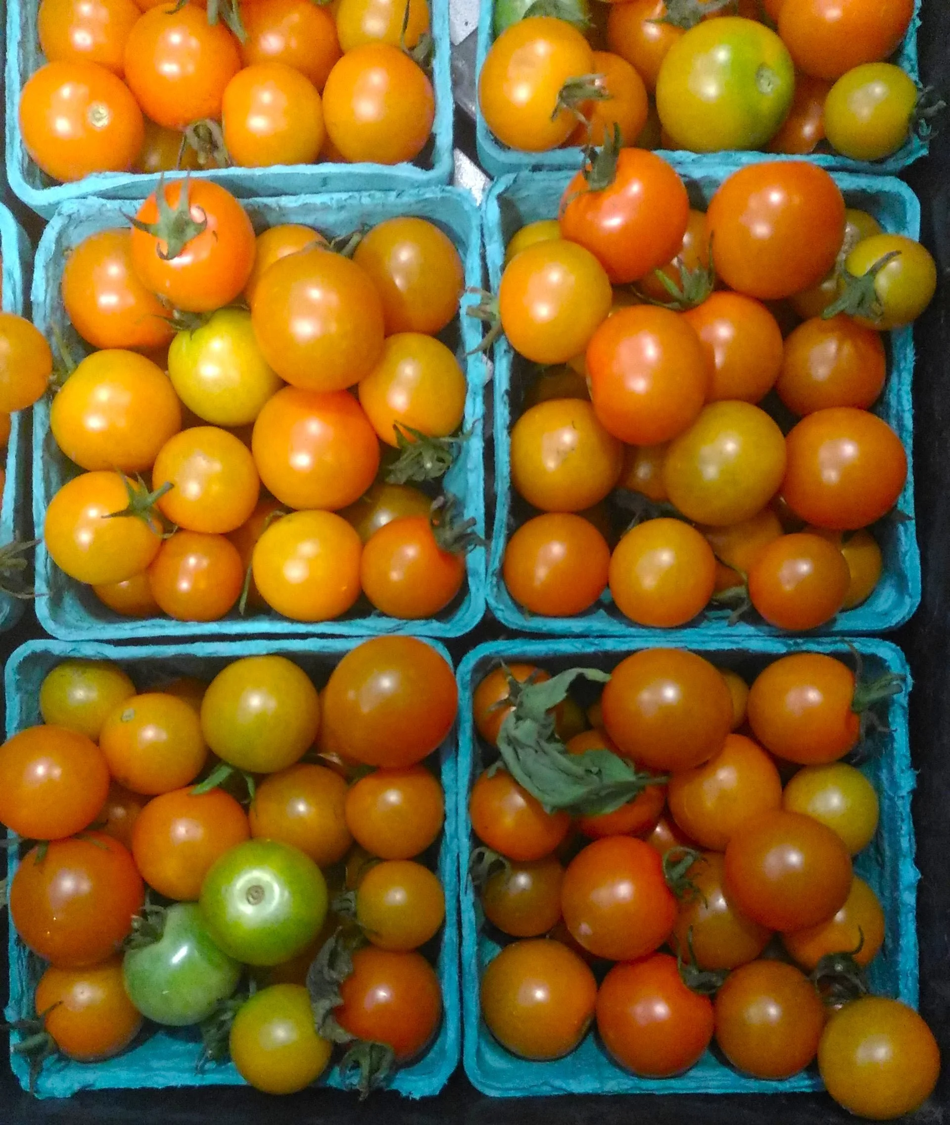 organic local tomatoes