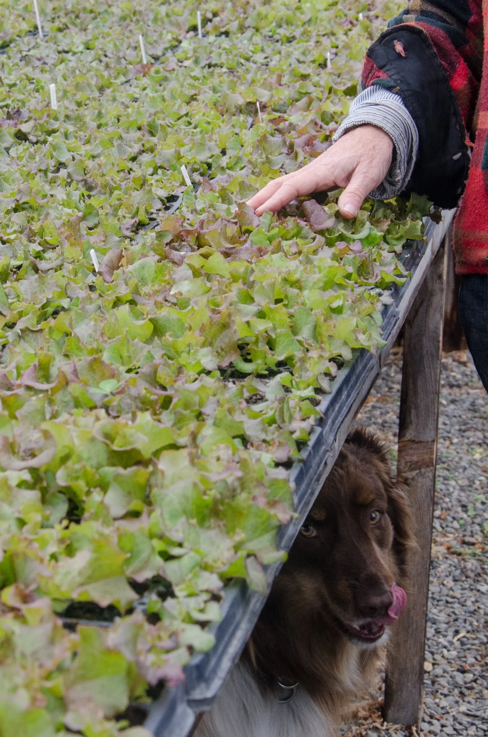 organic local lettuce