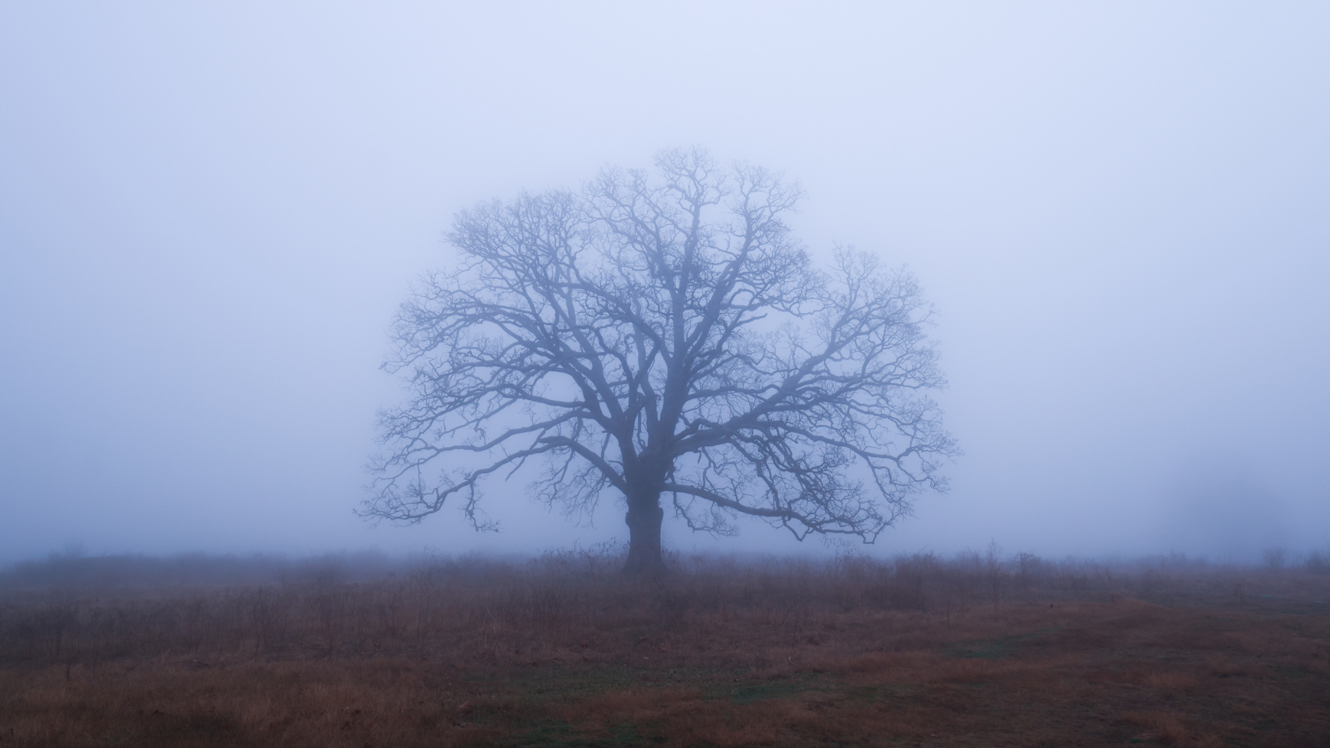 Still Here: The Weight and Gift of Presence