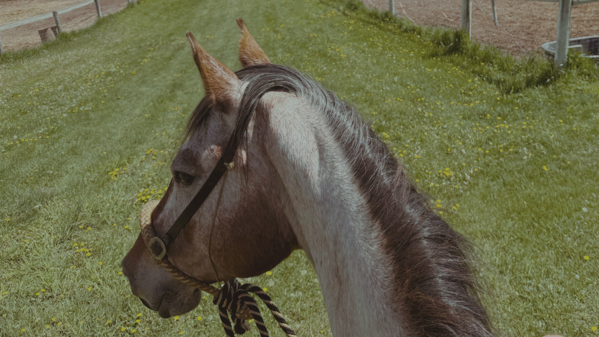 The Power of Stillness: What a Malinois and a Mustang Taught Me About Strength