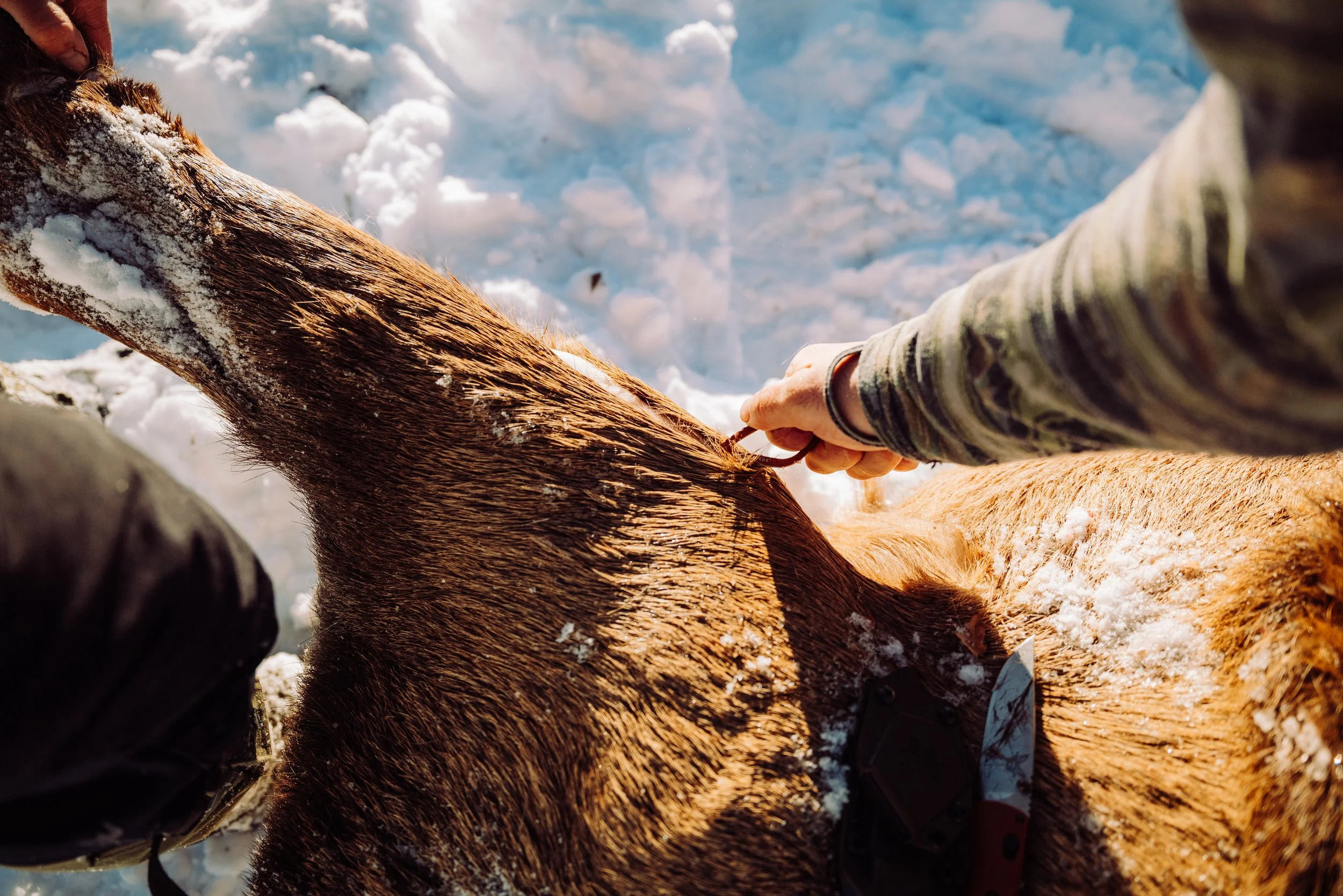 Person plucking hair from a horse's neck in a snowy outdoor setting.