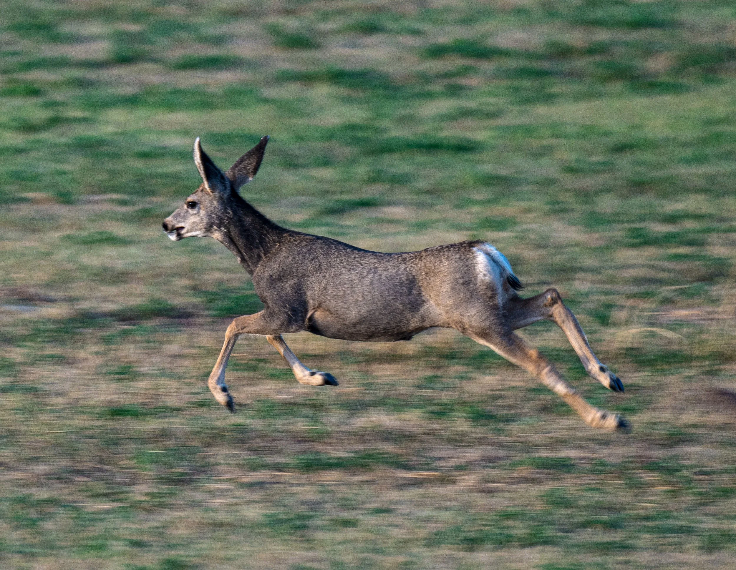 Montana Outdoors-40.jpg