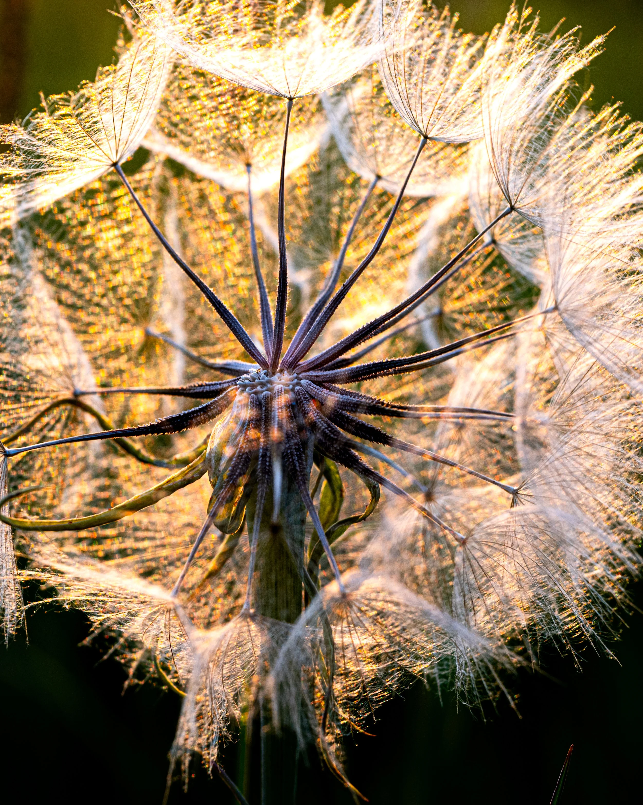 Montana Outdoors-31.jpg