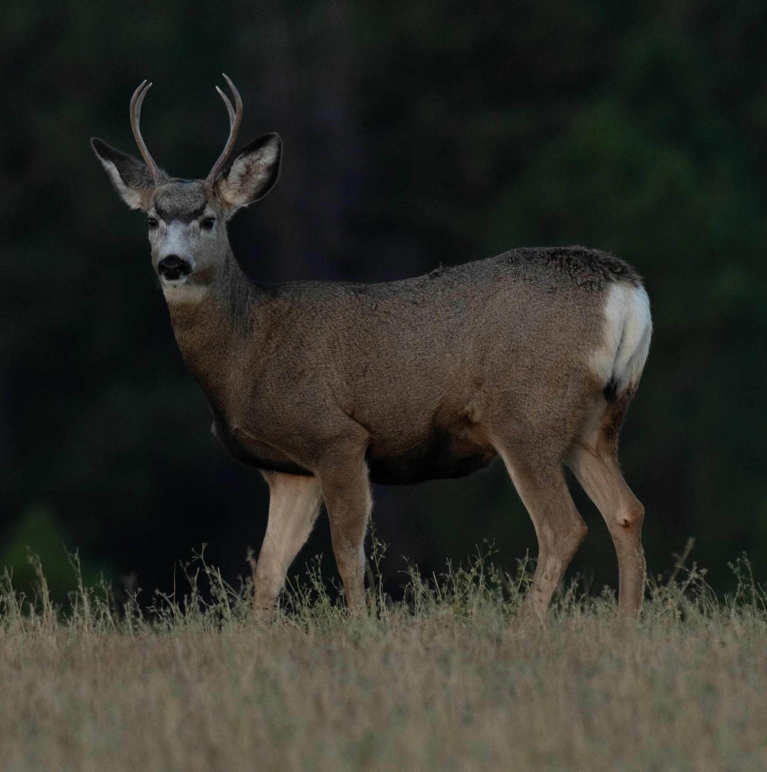 Montana Outdoors-36.jpg