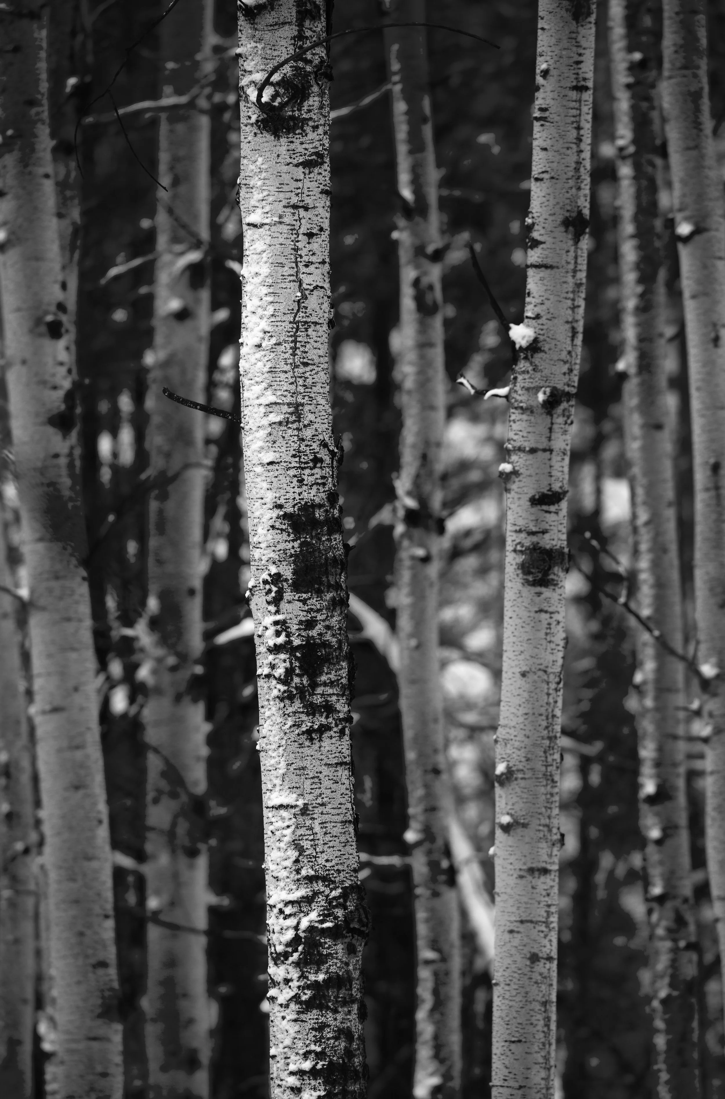 Montana Outdoors-35.jpg