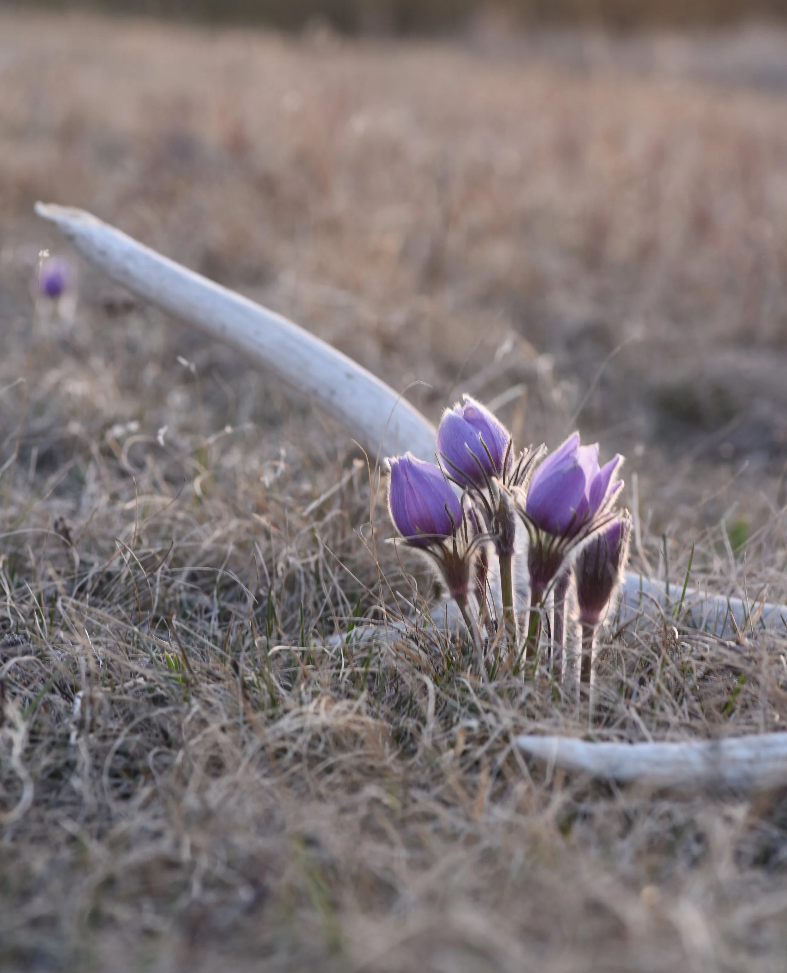 Montana Outdoors-28.jpg